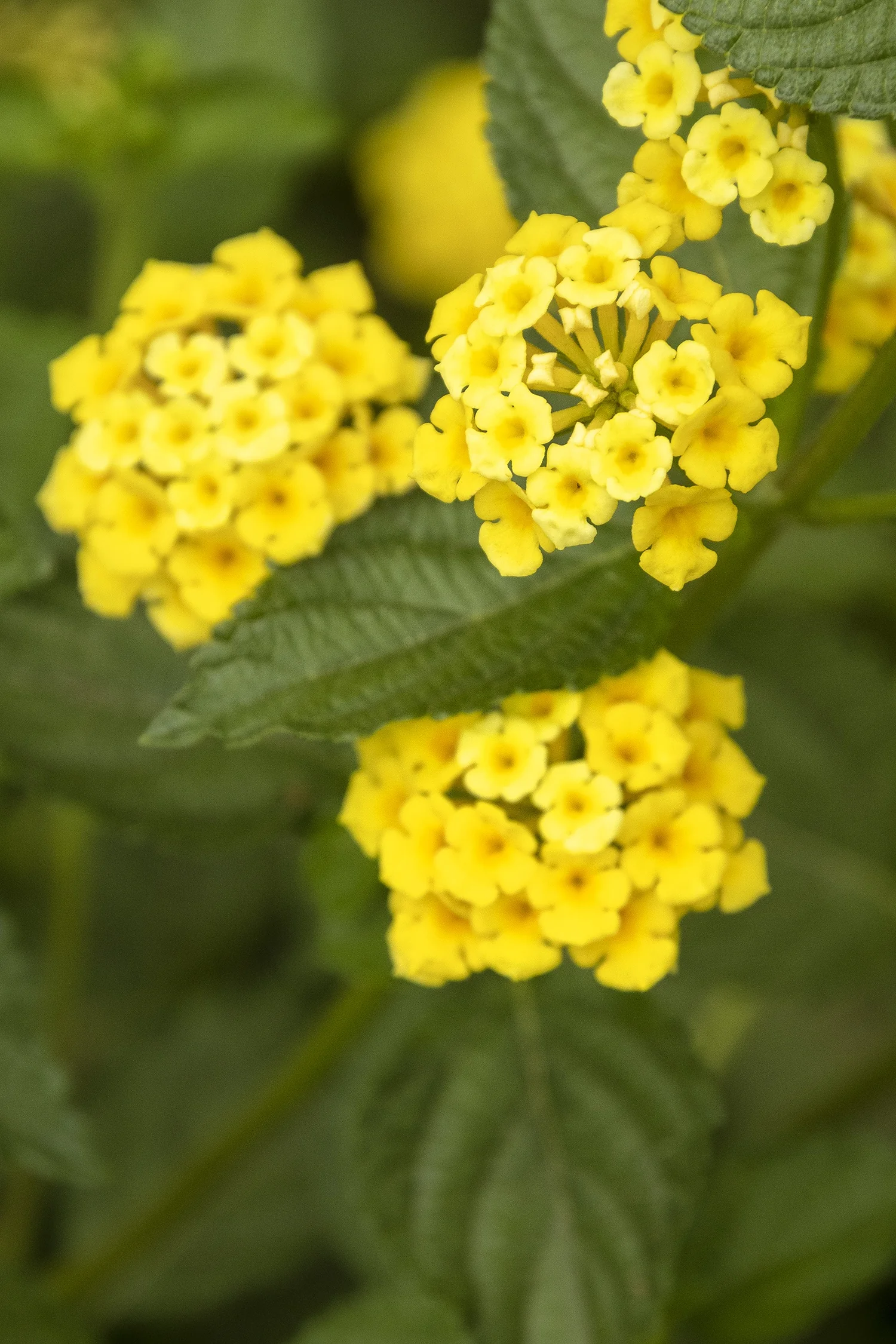 Chapel Hill Yellow Lantana 1 Chapel Hill Yellow Lantana