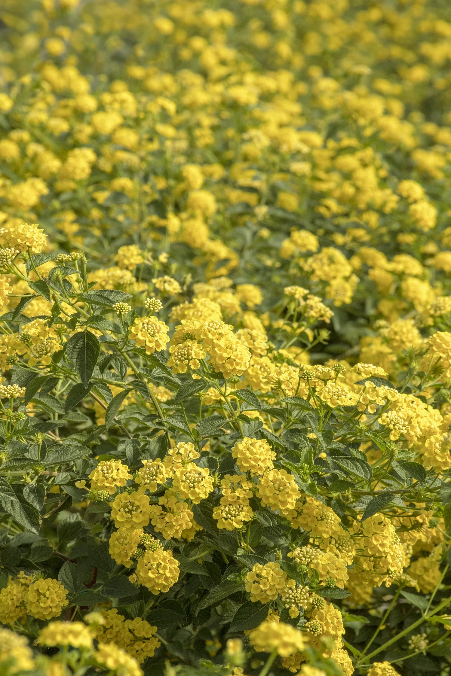 Chapel Hill Yellow Lantana 2 Chapel Hill Yellow Lantana