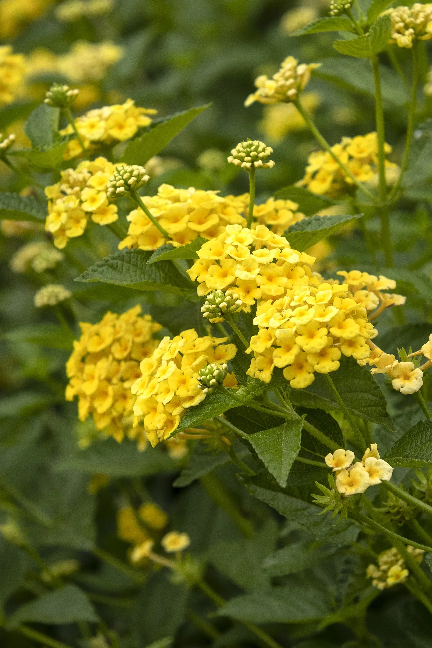 Chapel Hill Yellow Lantana 3 Chapel Hill Yellow Lantana