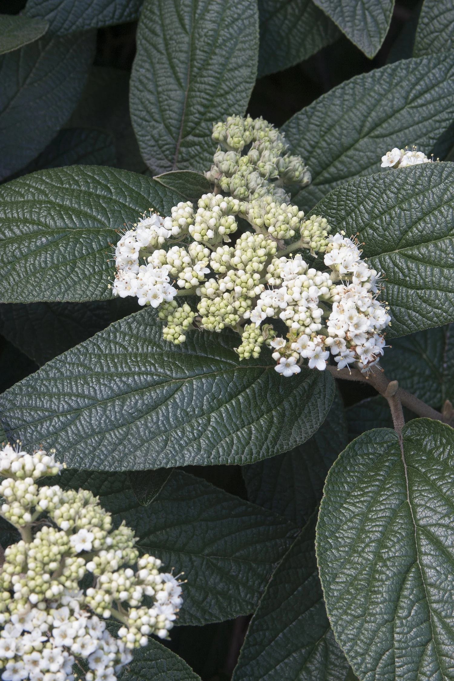 Allegheny Viburnum 6 Allegheny Viburnum