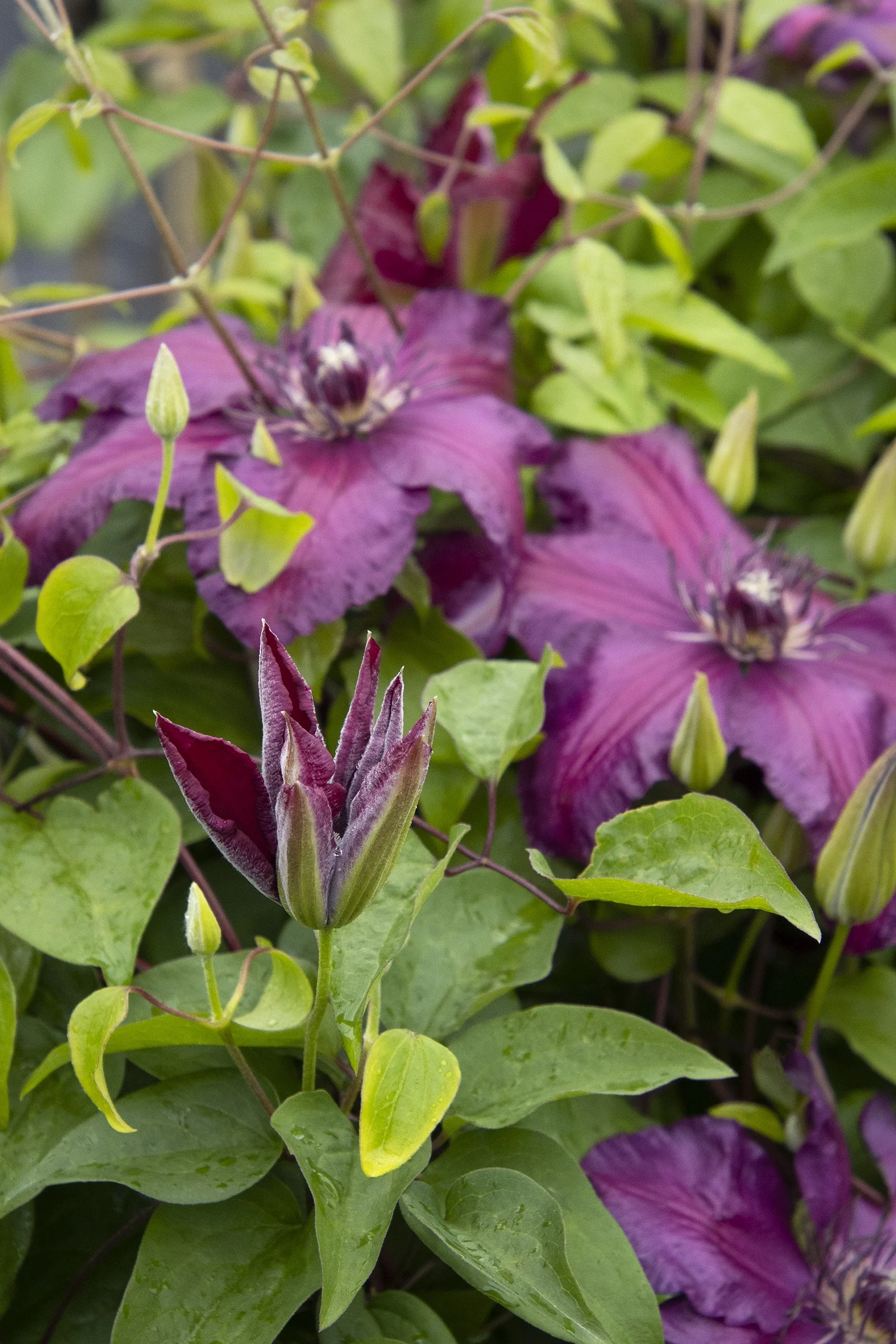 Westerplatte Clematis 1 Westerplatte Clematis