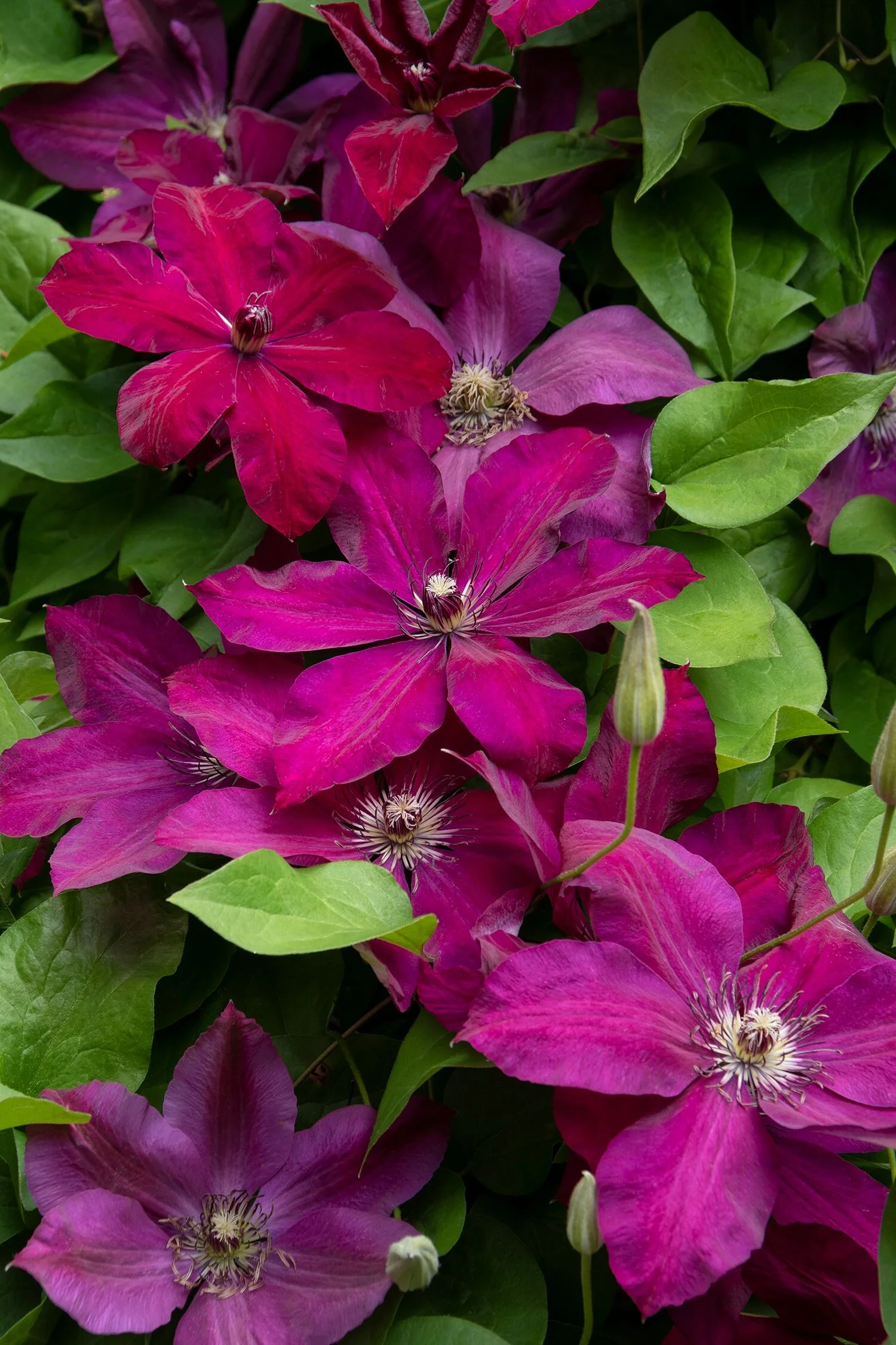 Westerplatte Clematis 2 Westerplatte Clematis
