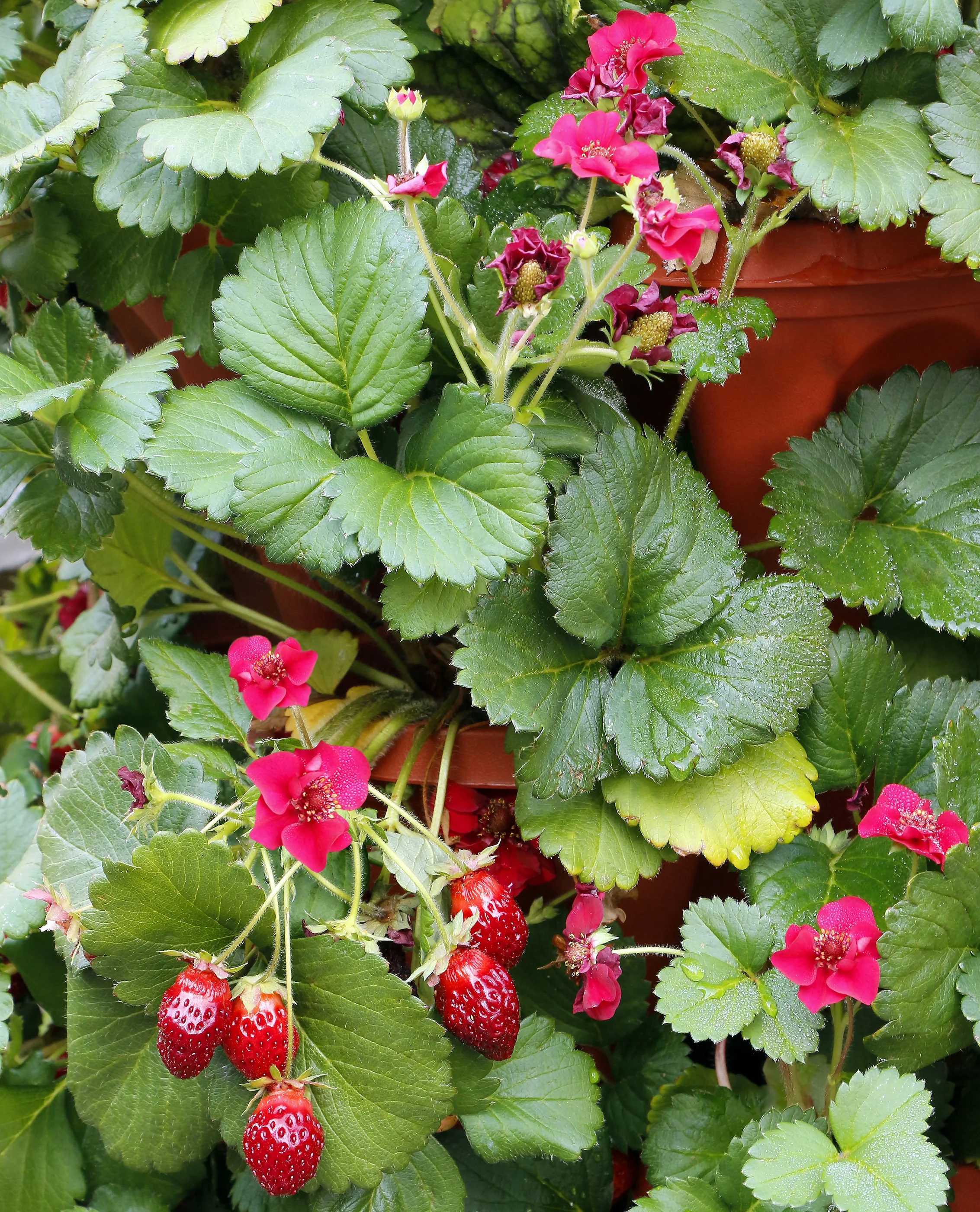 Pretty, Tasty™ Strawberry 4 Pretty, Tasty™ Strawberry