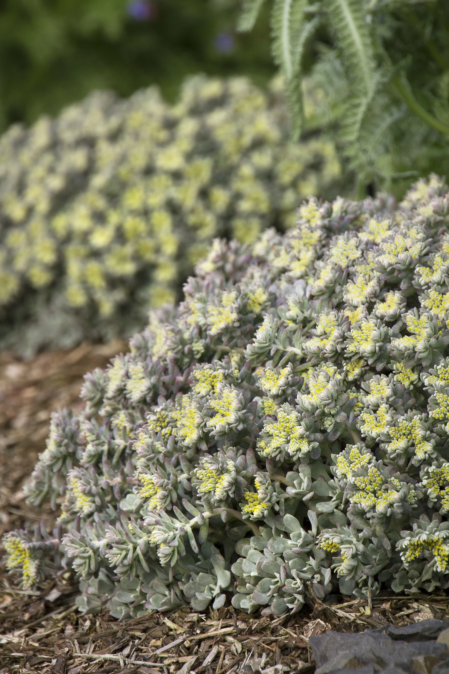 Cape Blanco Stonecrop