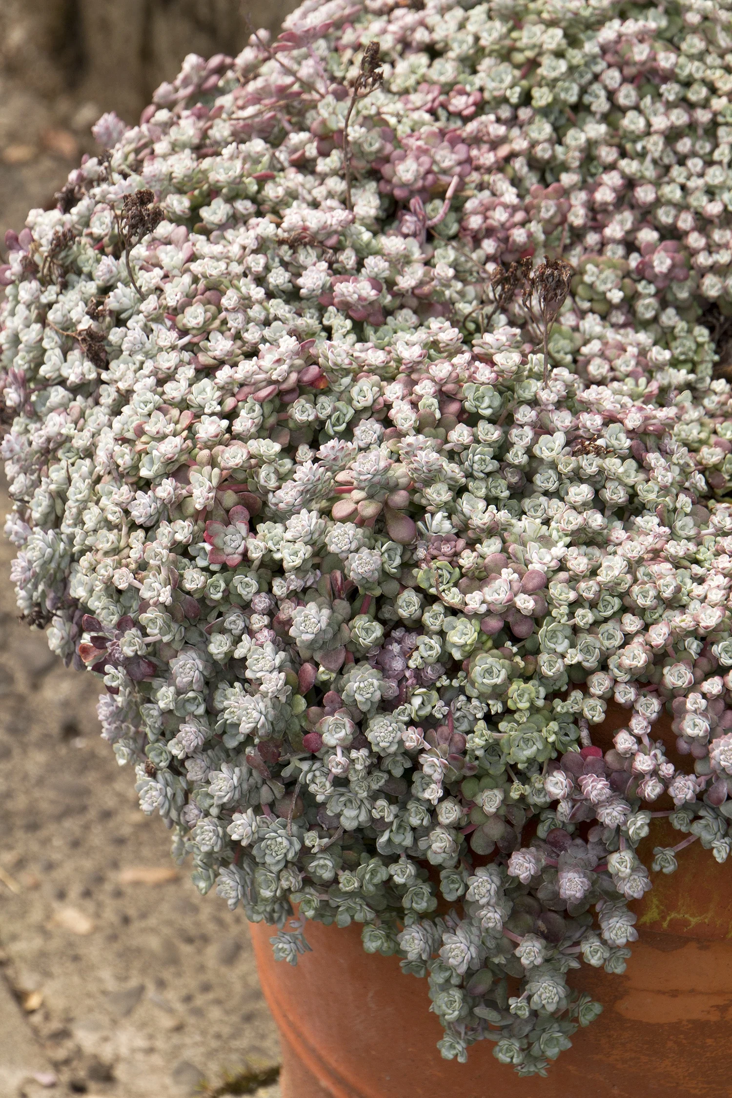 Cape Blanco Stonecrop