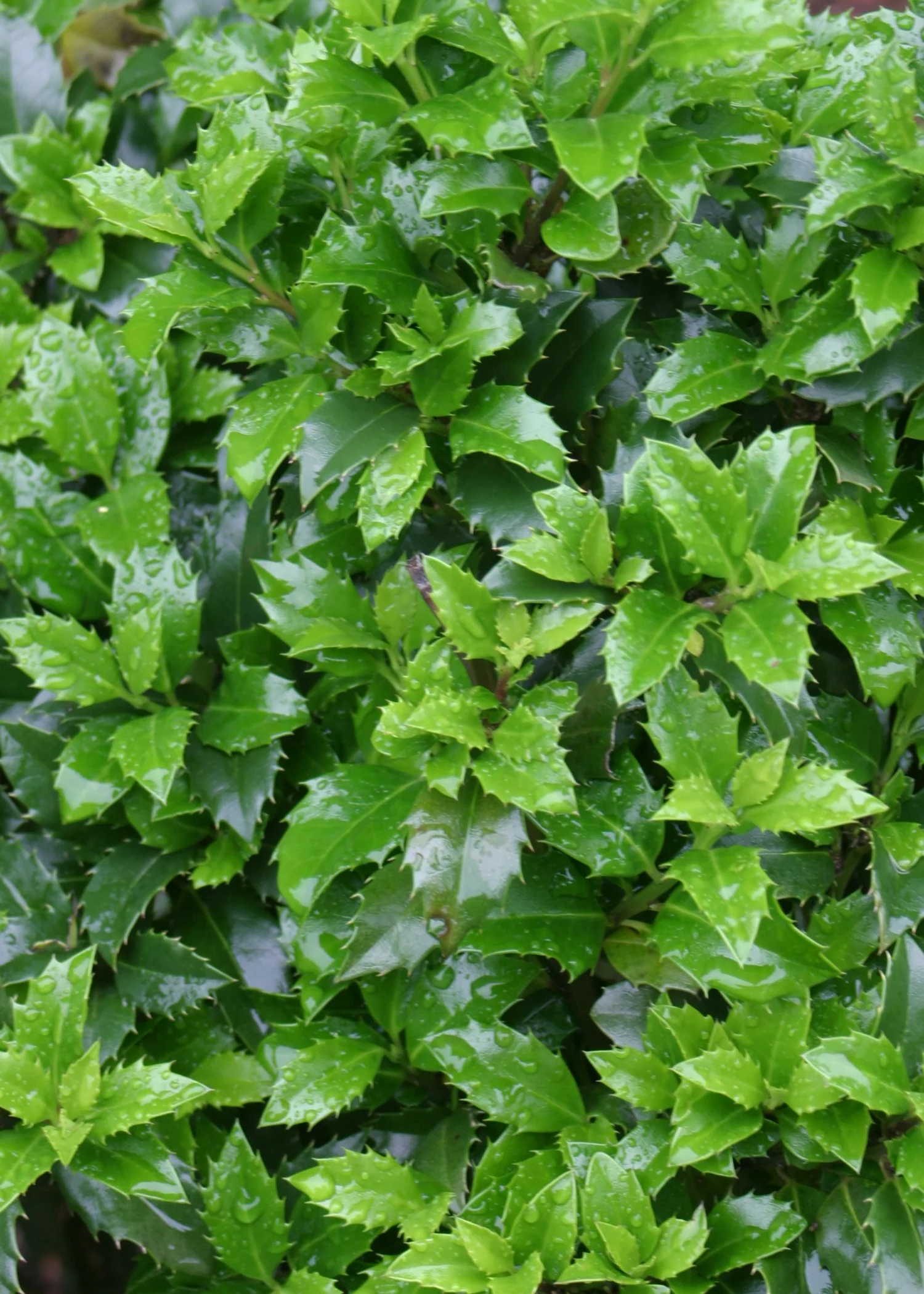 Castle Wall® Blue Holly 3 Castle Wall® Blue Holly