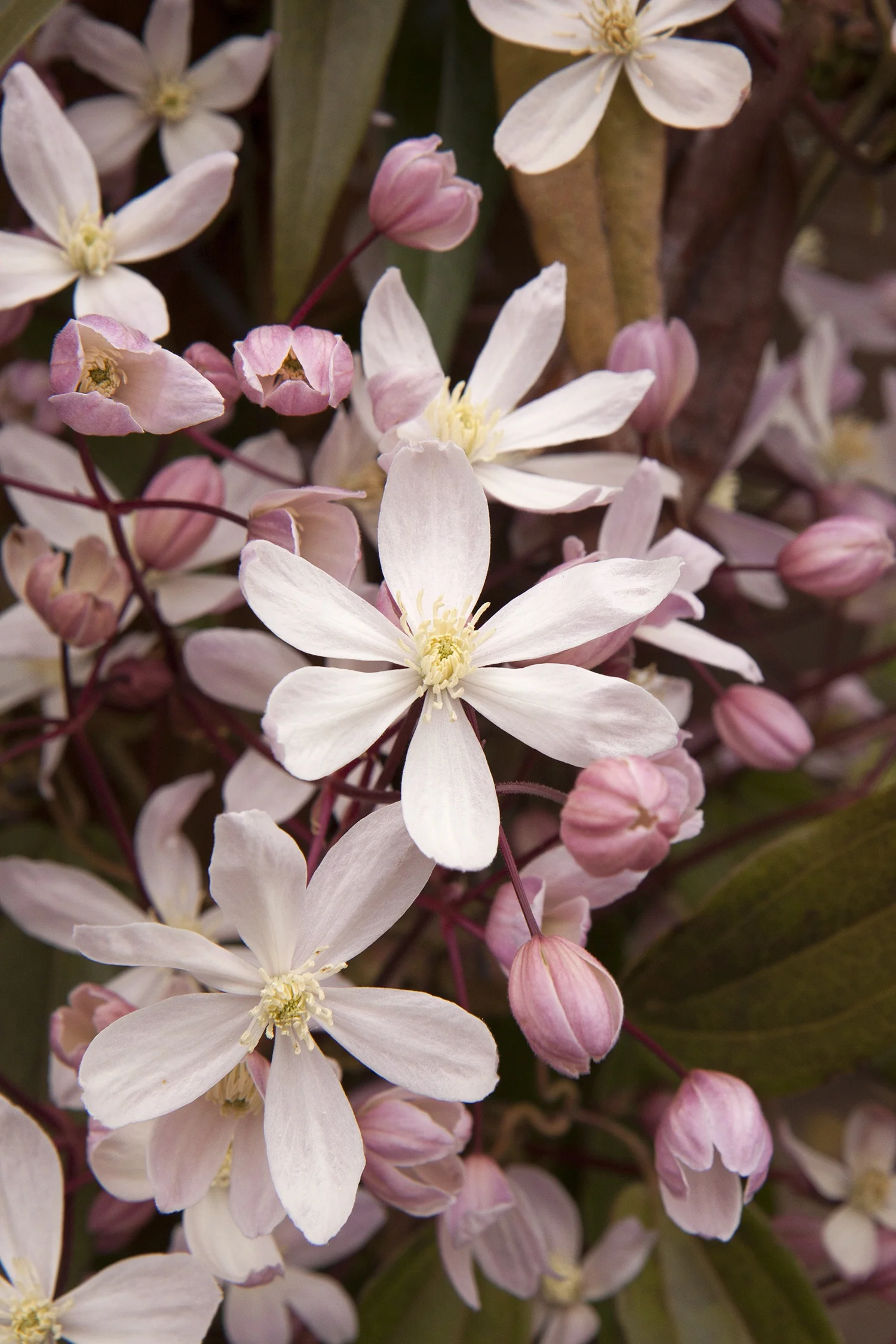 Apple Blossom Clematis