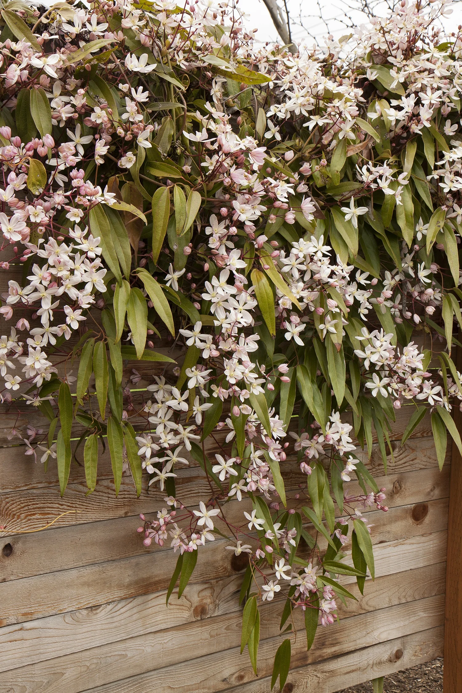 Apple Blossom Clematis