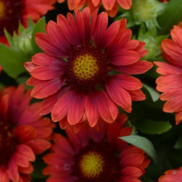 Mesa Red Blanket Flower 2 Mesa Red Blanket Flower