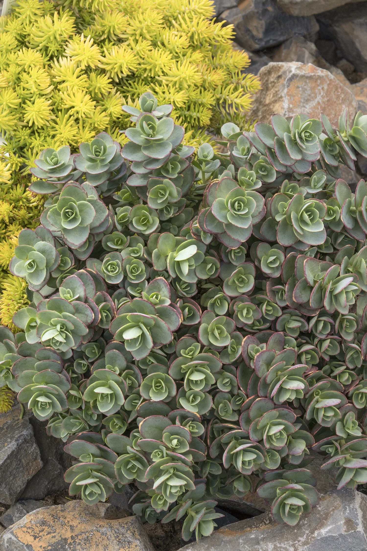 SunSparkler® Lime Zinger Sedum