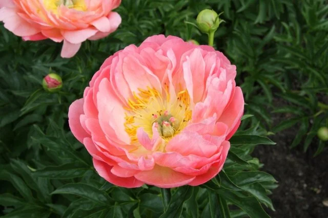 Coral Sunset Peony 1 Coral Sunset Peony