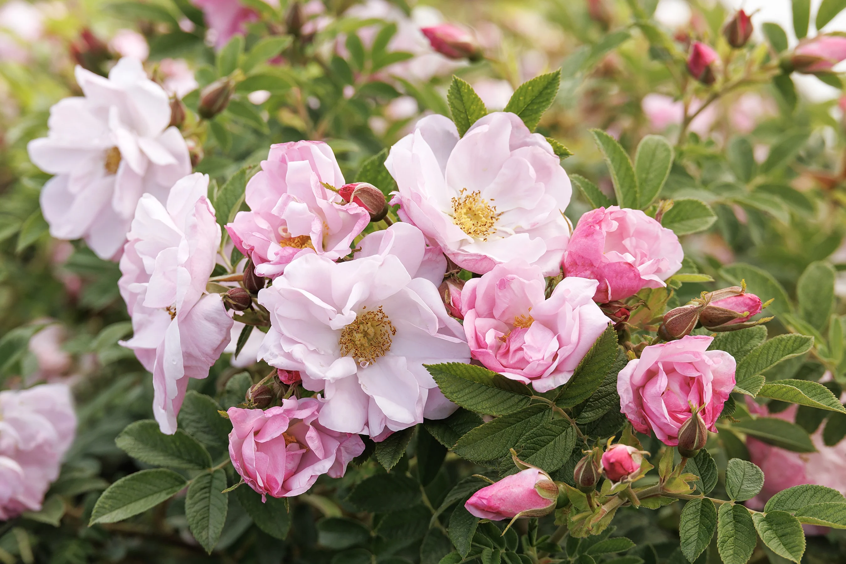 Seaside Swirl™ Blush Rugosa Rose 6 Seaside Swirl™ Blush Rugosa Rose