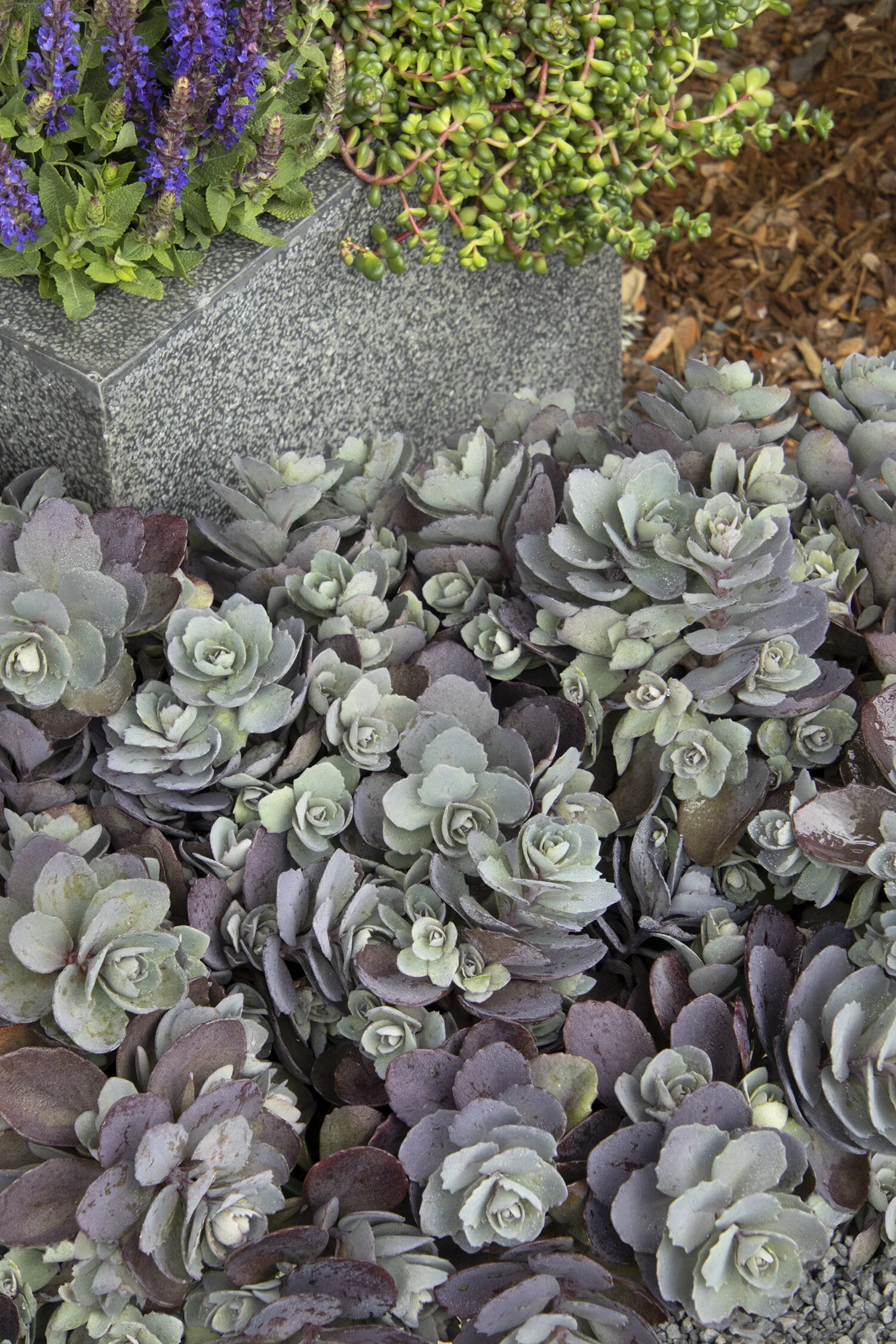 SunSparkler® Dazzleberry Sedum 2 SunSparkler® Dazzleberry Sedum