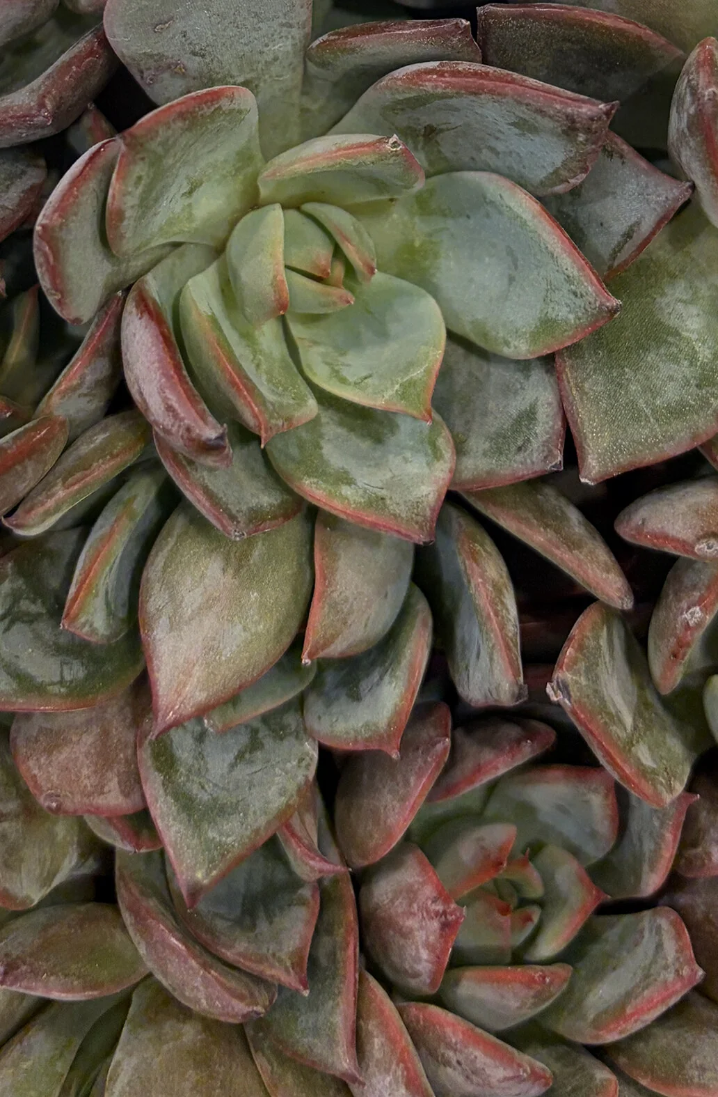 Epic™ Ionic Echeveria 3 Epic™ Ionic Echeveria