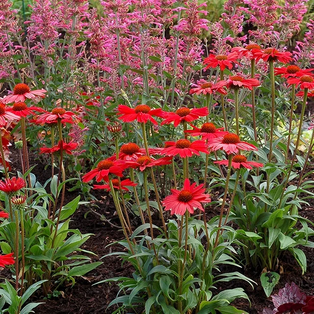 Kismet® Red Coneflower 8 Kismet® Red Coneflower