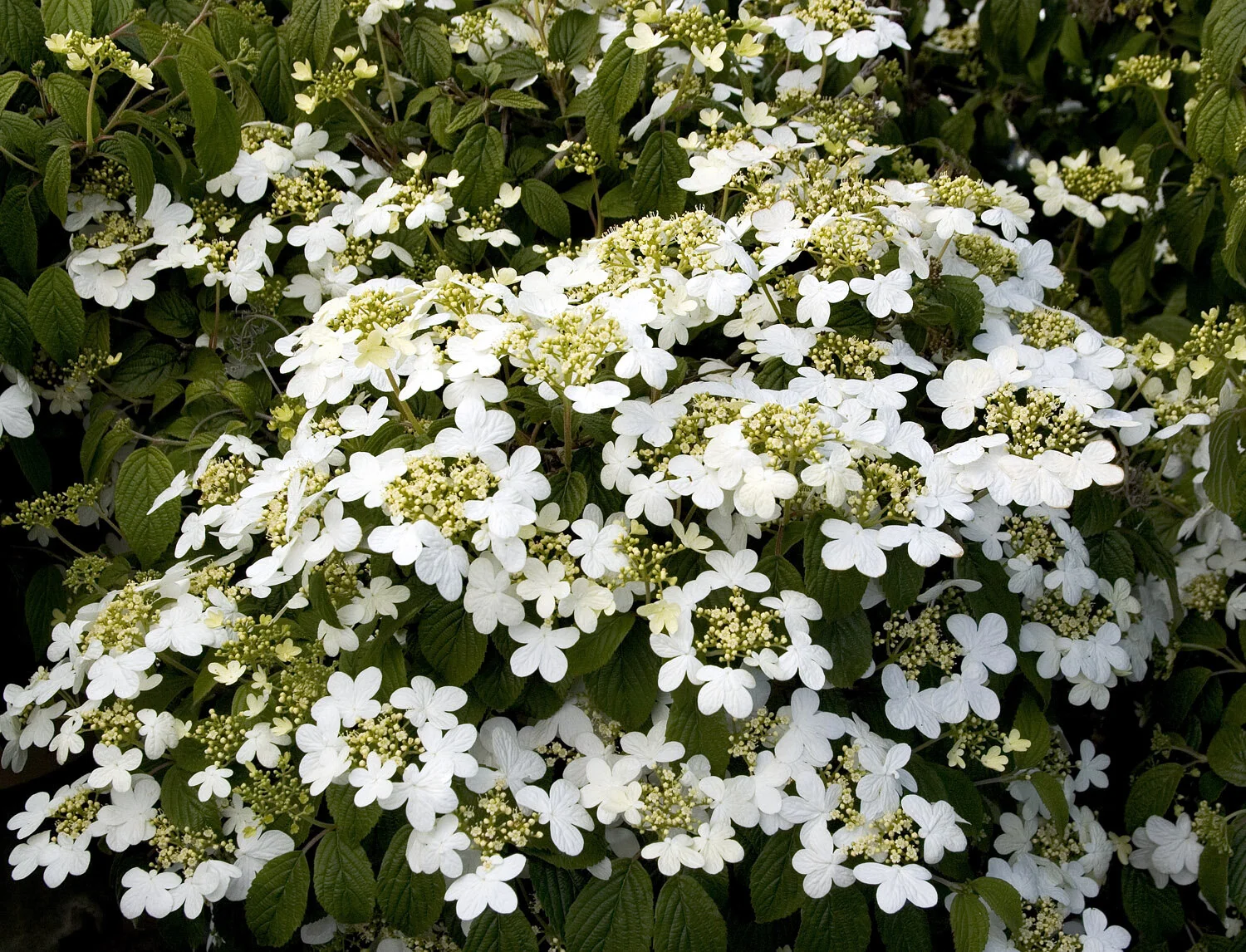 Summer Snowflake Viburnum 1 Summer Snowflake Viburnum