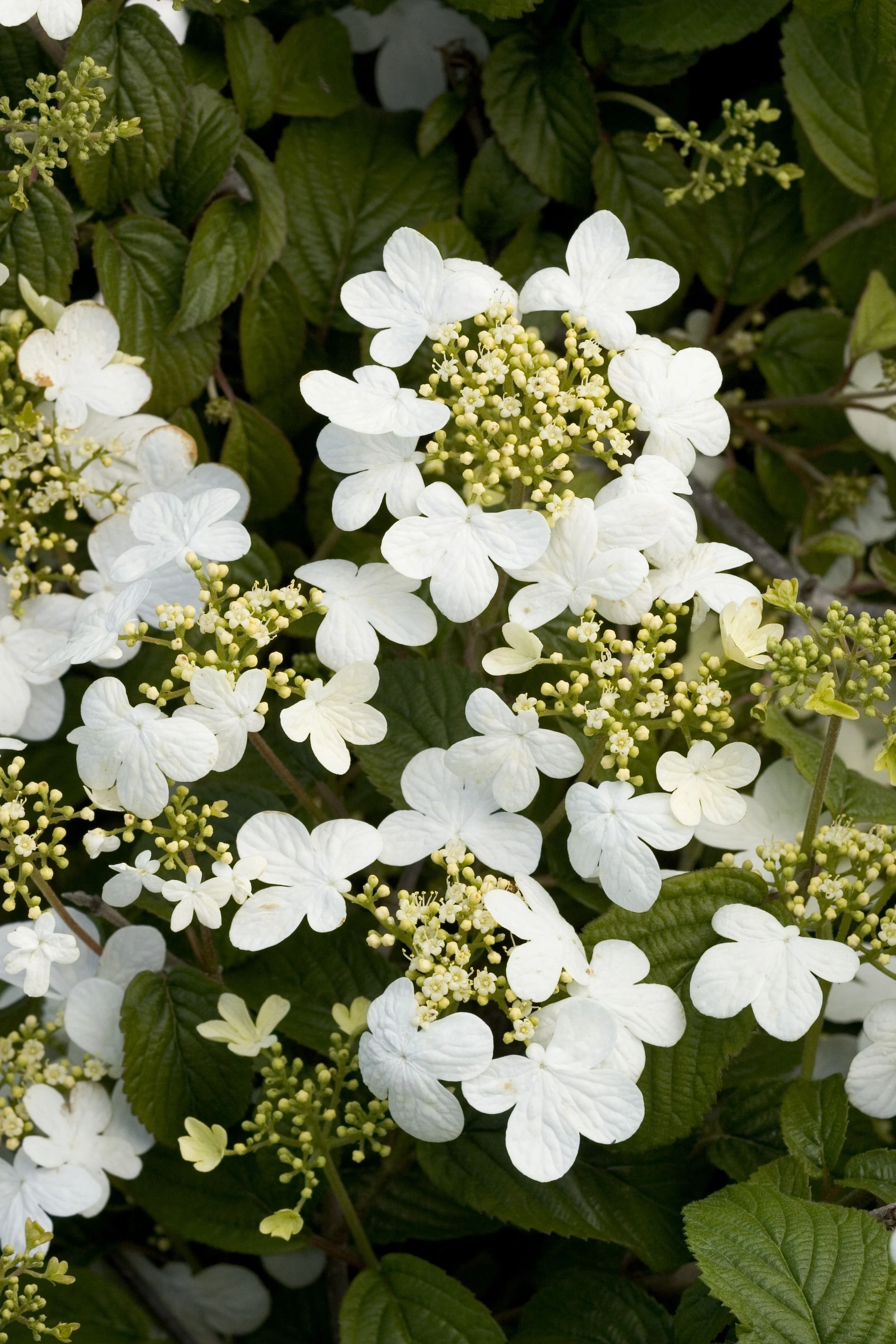 Summer Snowflake Viburnum 2 Summer Snowflake Viburnum