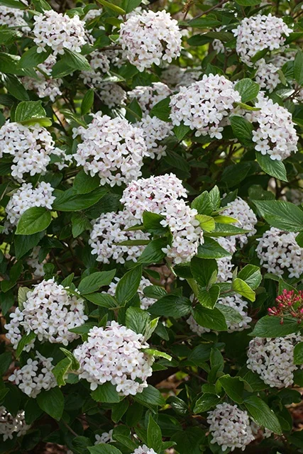 Burkwood Viburnum