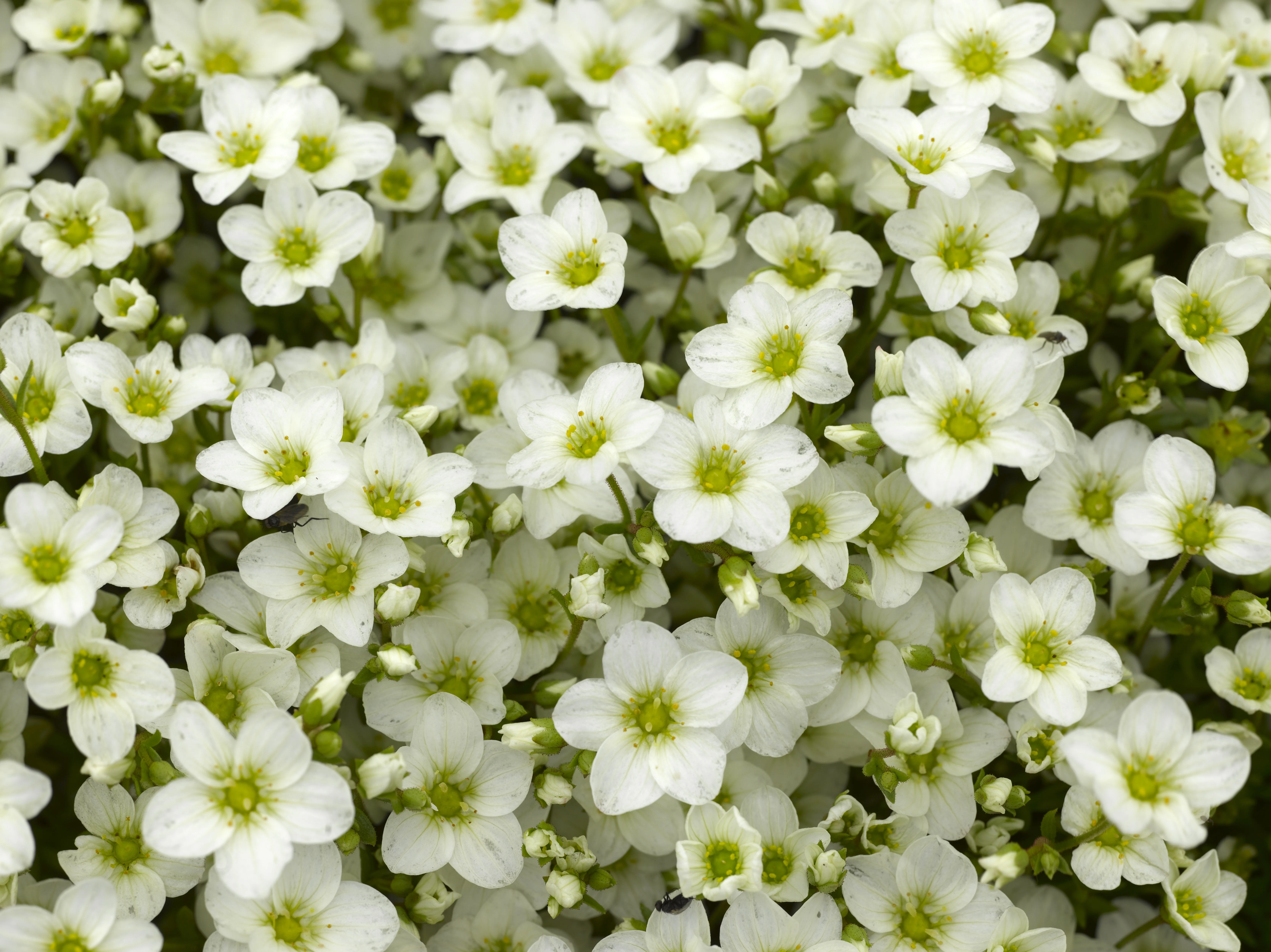 Alpino™ White Saxifrage 1 Alpino™ White Saxifrage