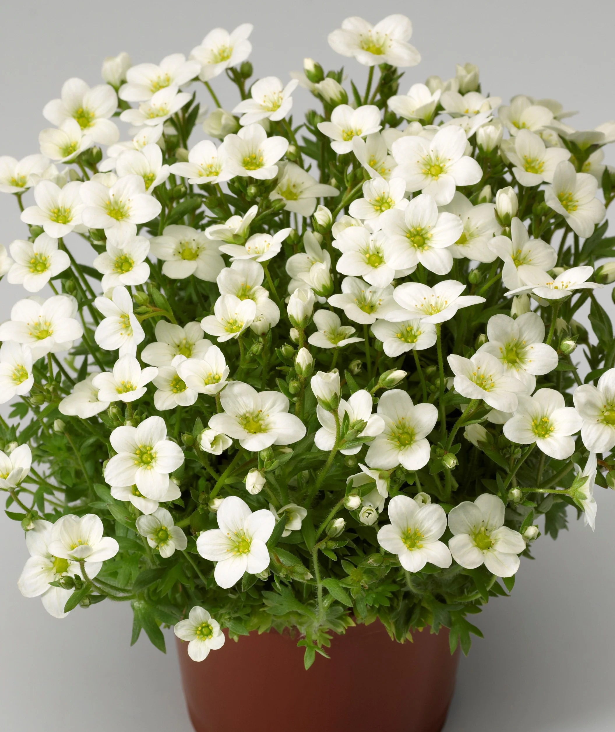 Alpino™ White Saxifrage 2 Alpino™ White Saxifrage