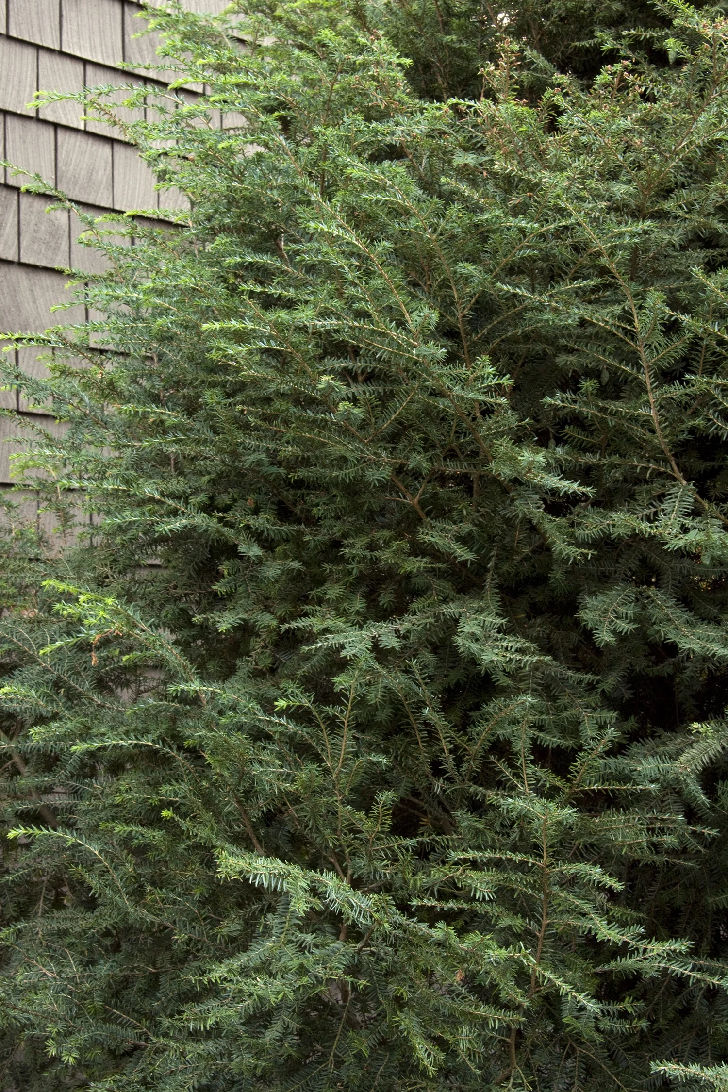 Emerald Fountain® Canadian Hemlock 1 Emerald Fountain® Canadian Hemlock