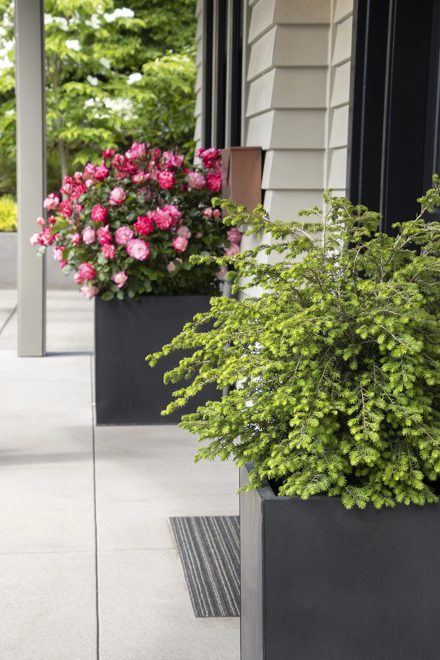 Emerald Fountain® Canadian Hemlock 2 Emerald Fountain® Canadian Hemlock