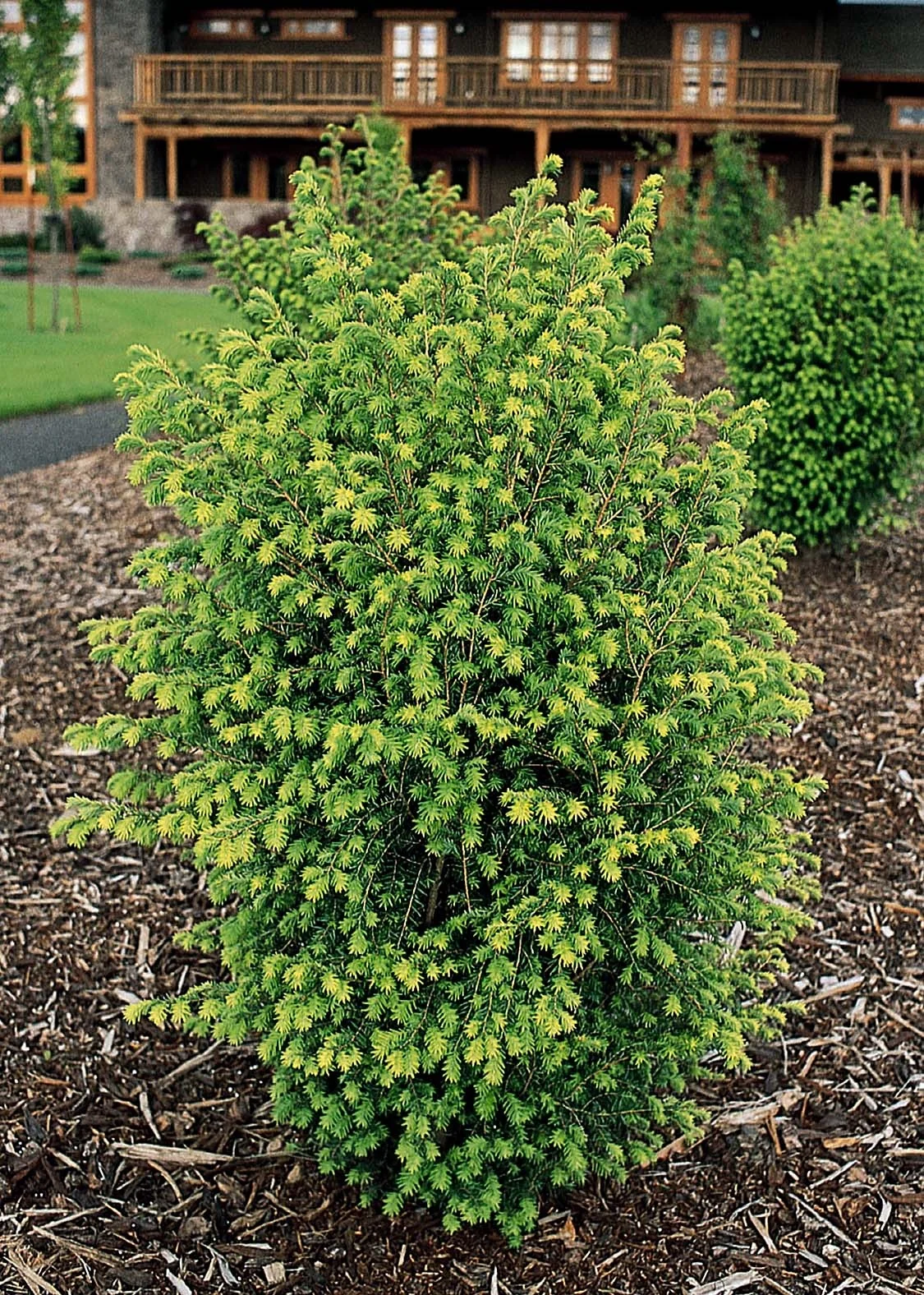 Emerald Fountain® Canadian Hemlock 3 Emerald Fountain® Canadian Hemlock