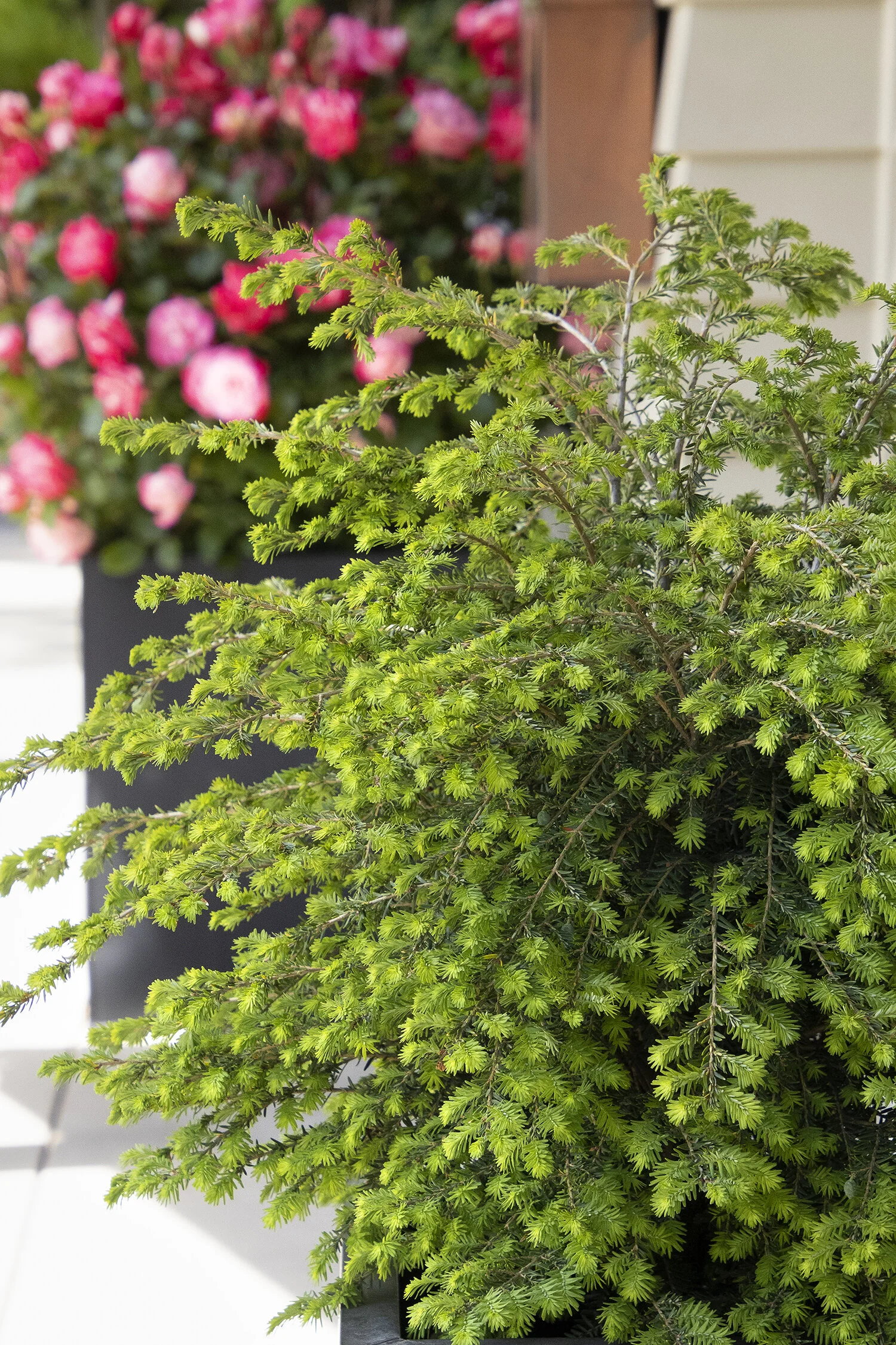 Emerald Fountain® Canadian Hemlock 4 Emerald Fountain® Canadian Hemlock