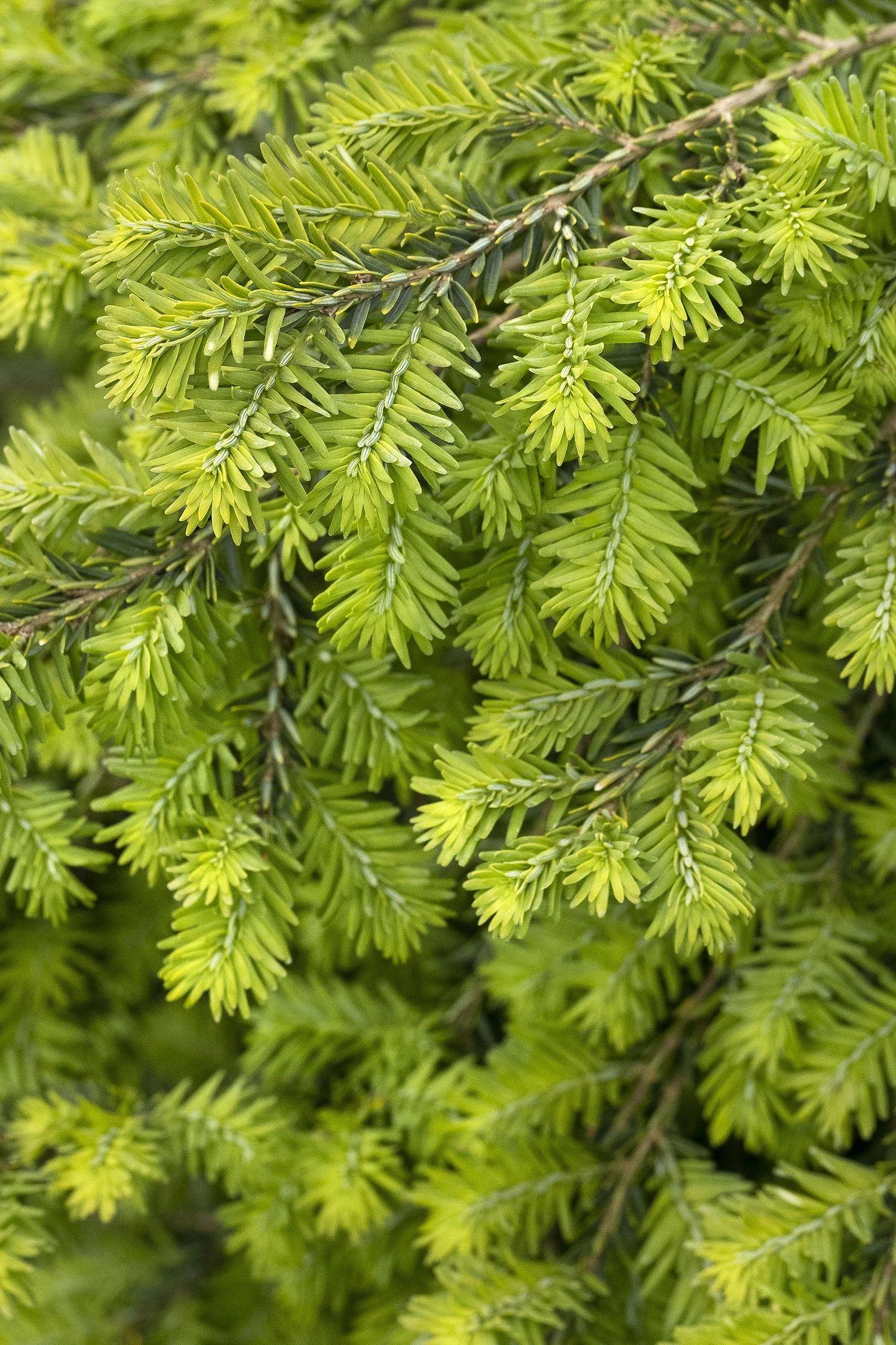Emerald Fountain® Canadian Hemlock 5 Emerald Fountain® Canadian Hemlock