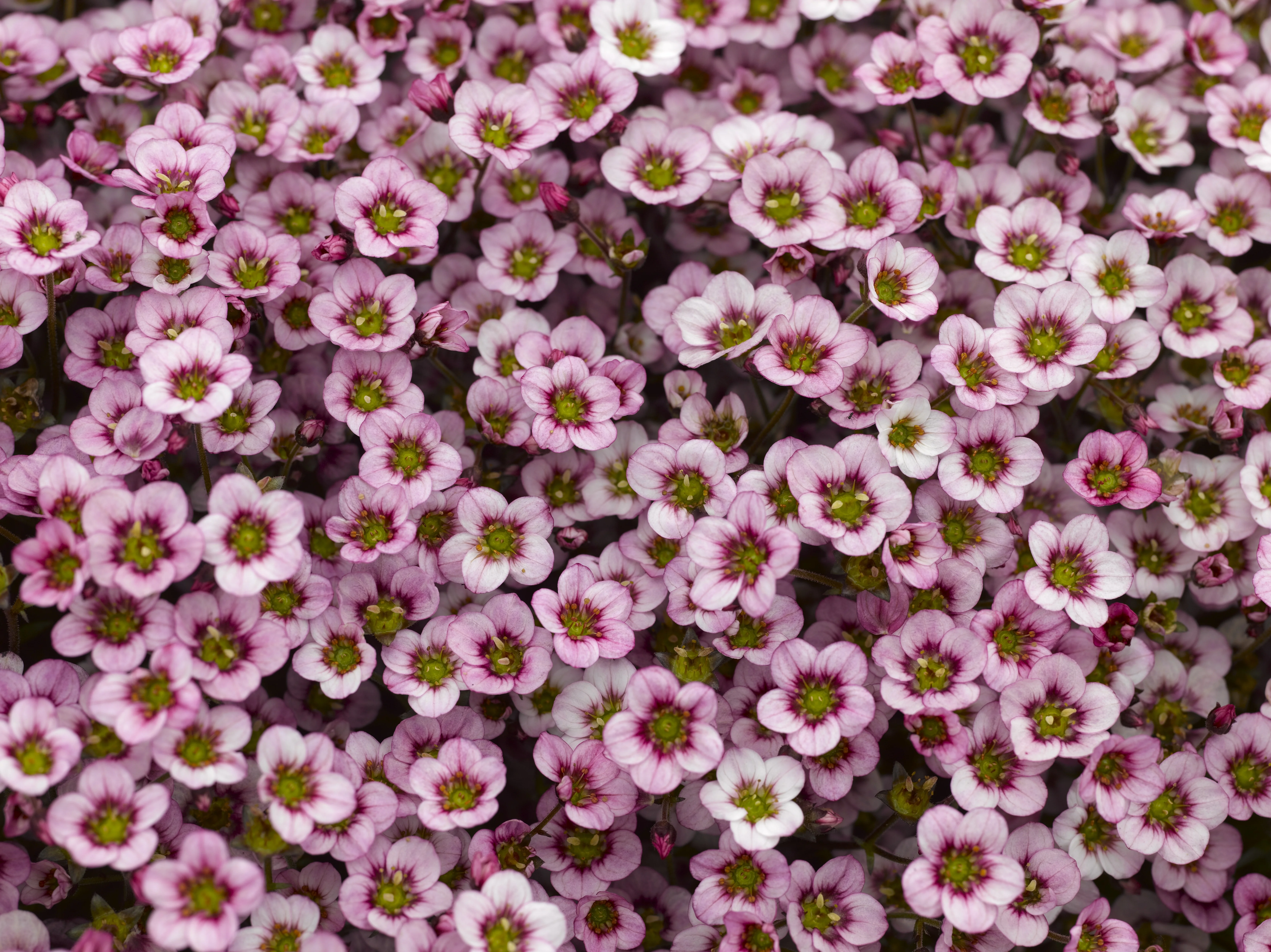 Alpino™ Early Pink Heart Saxifrage 4 Alpino™ Early Pink Heart Saxifrage