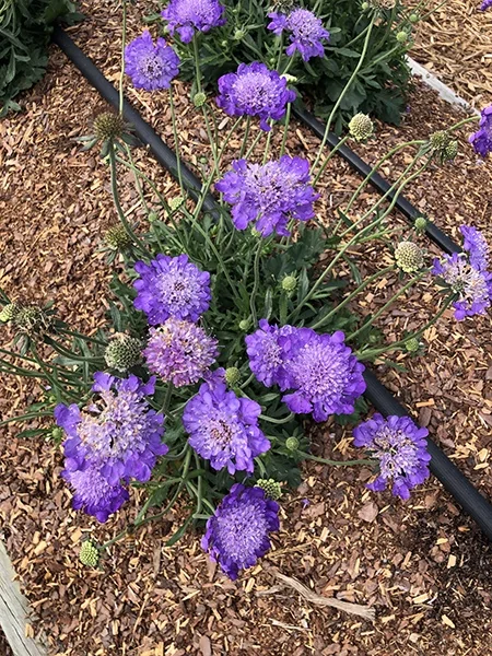 Giga® Deep Ocean Blue Pincushion Flower