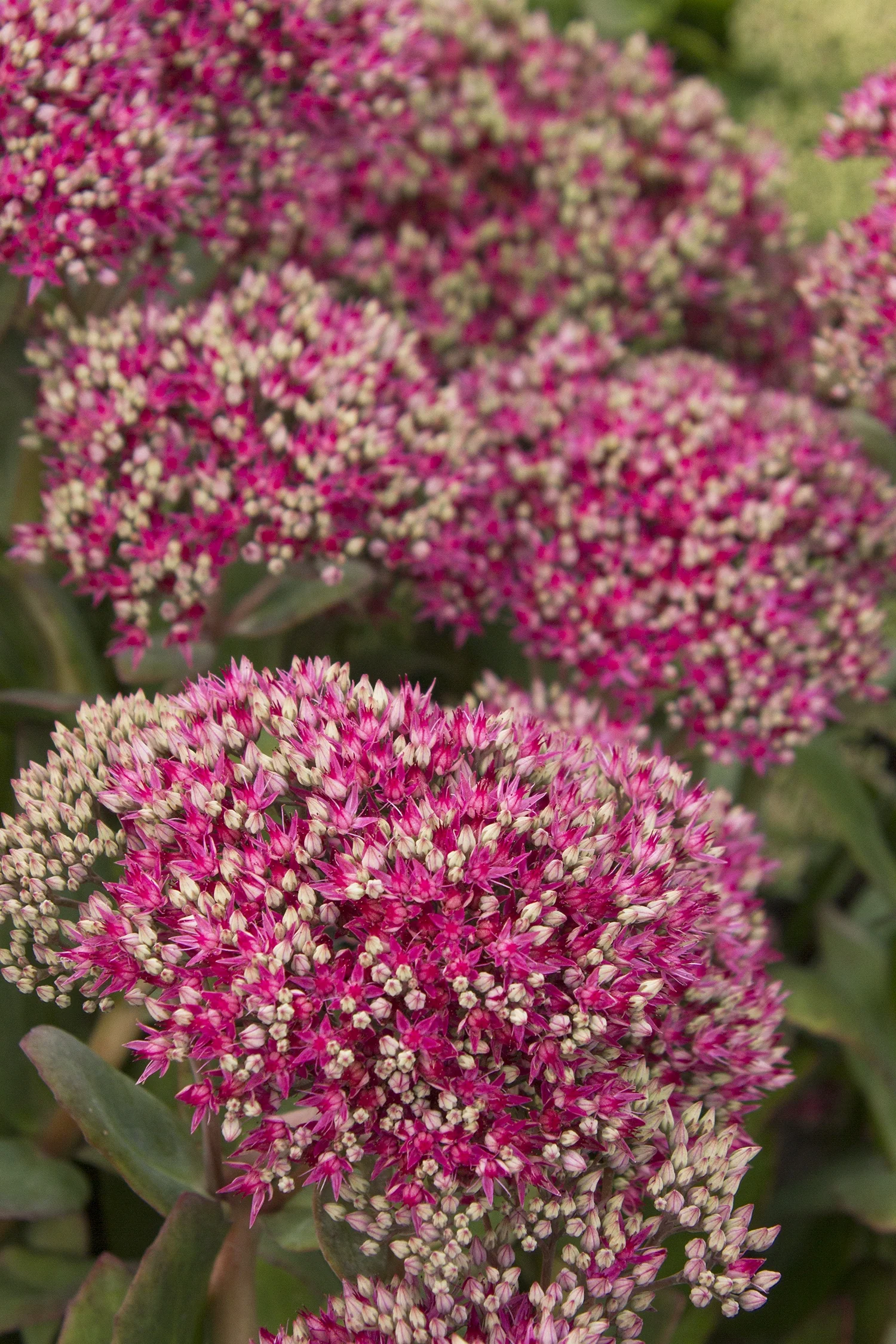 Mr. Goodbud Sedum 1 Mr. Goodbud Sedum