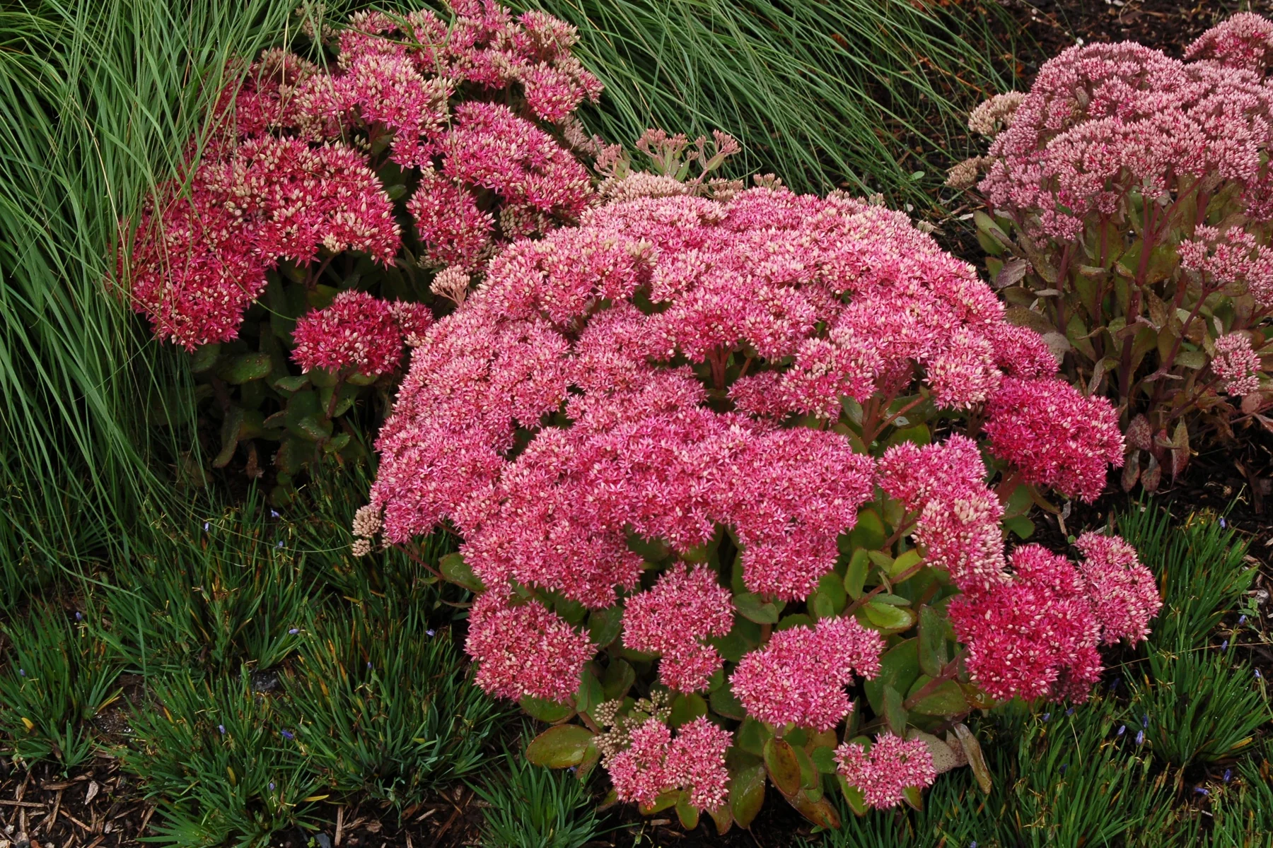 Mr. Goodbud Sedum 2 Mr. Goodbud Sedum