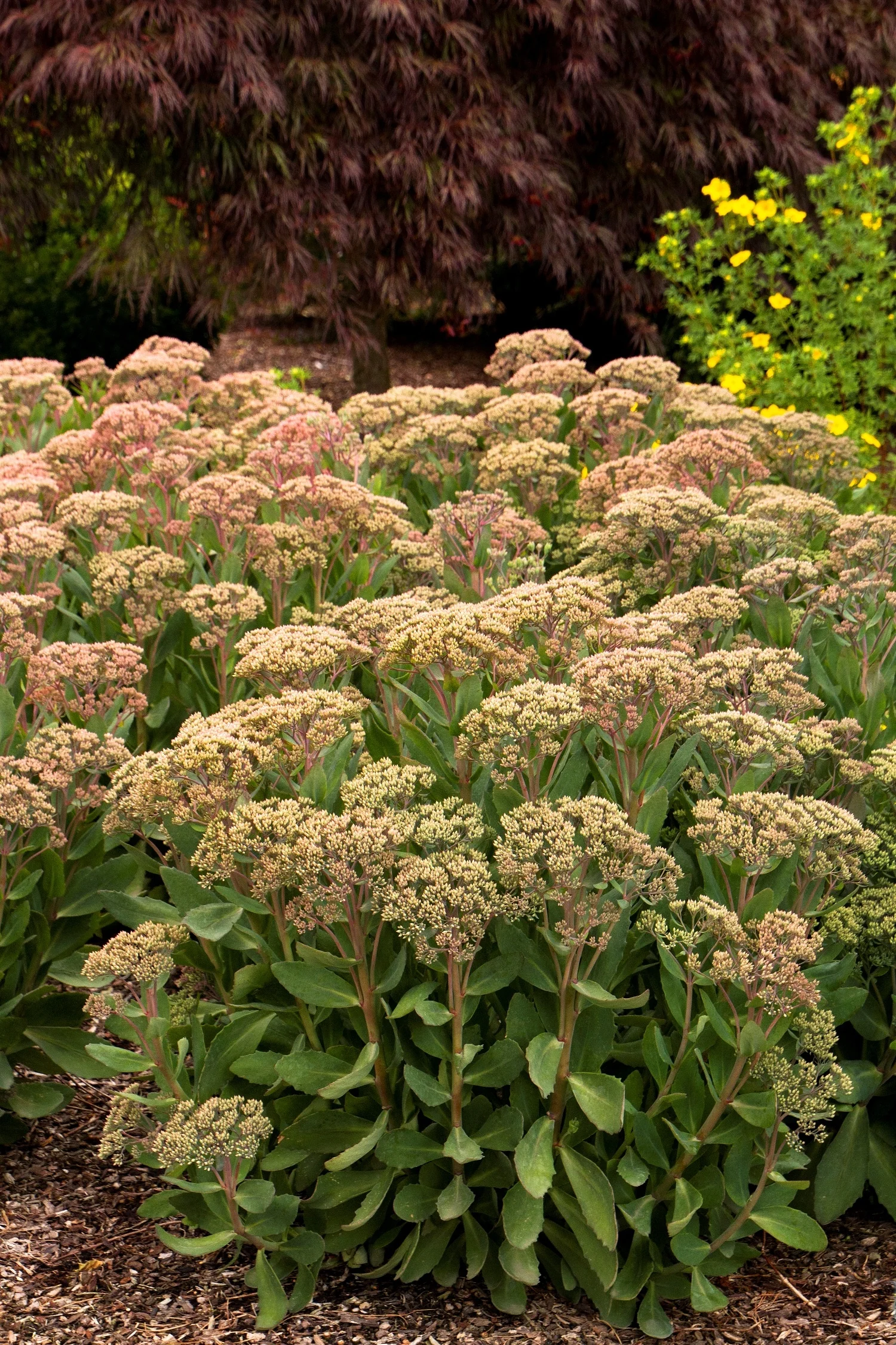 Mr. Goodbud Sedum 3 Mr. Goodbud Sedum