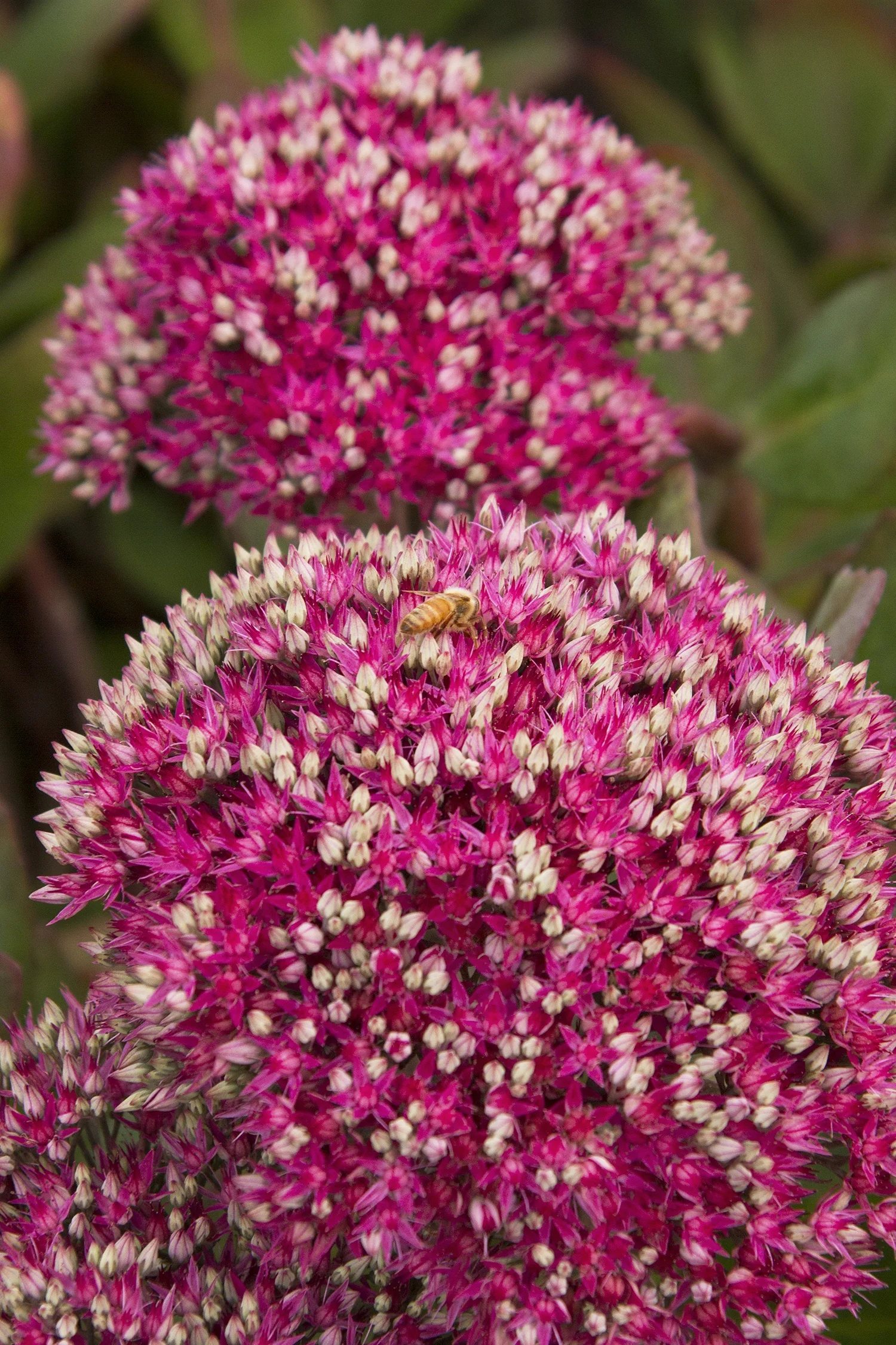 Mr. Goodbud Sedum 4 Mr. Goodbud Sedum