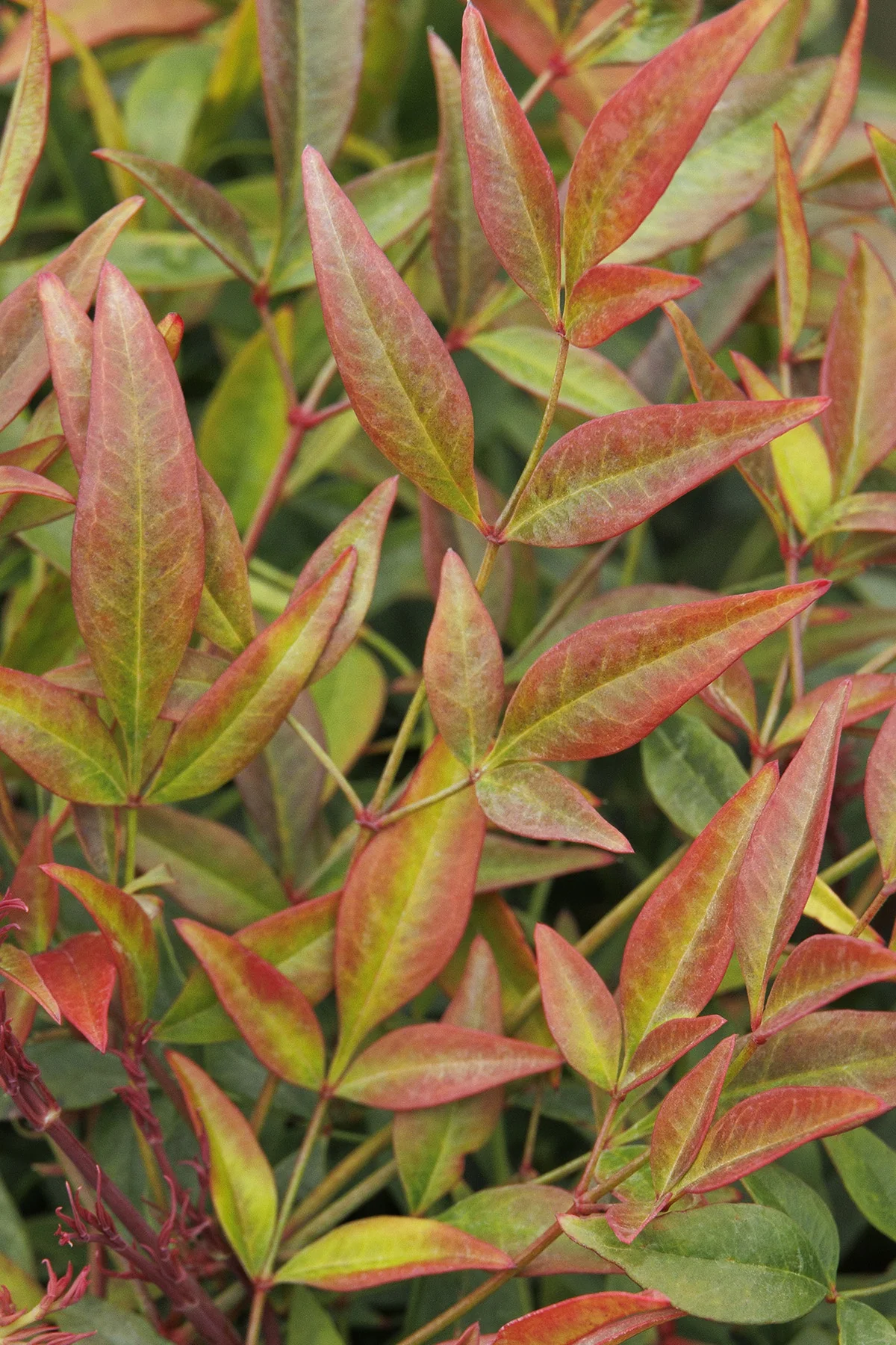 Sienna Sunrise® Heavenly Bamboo 4 Sienna Sunrise® Heavenly Bamboo