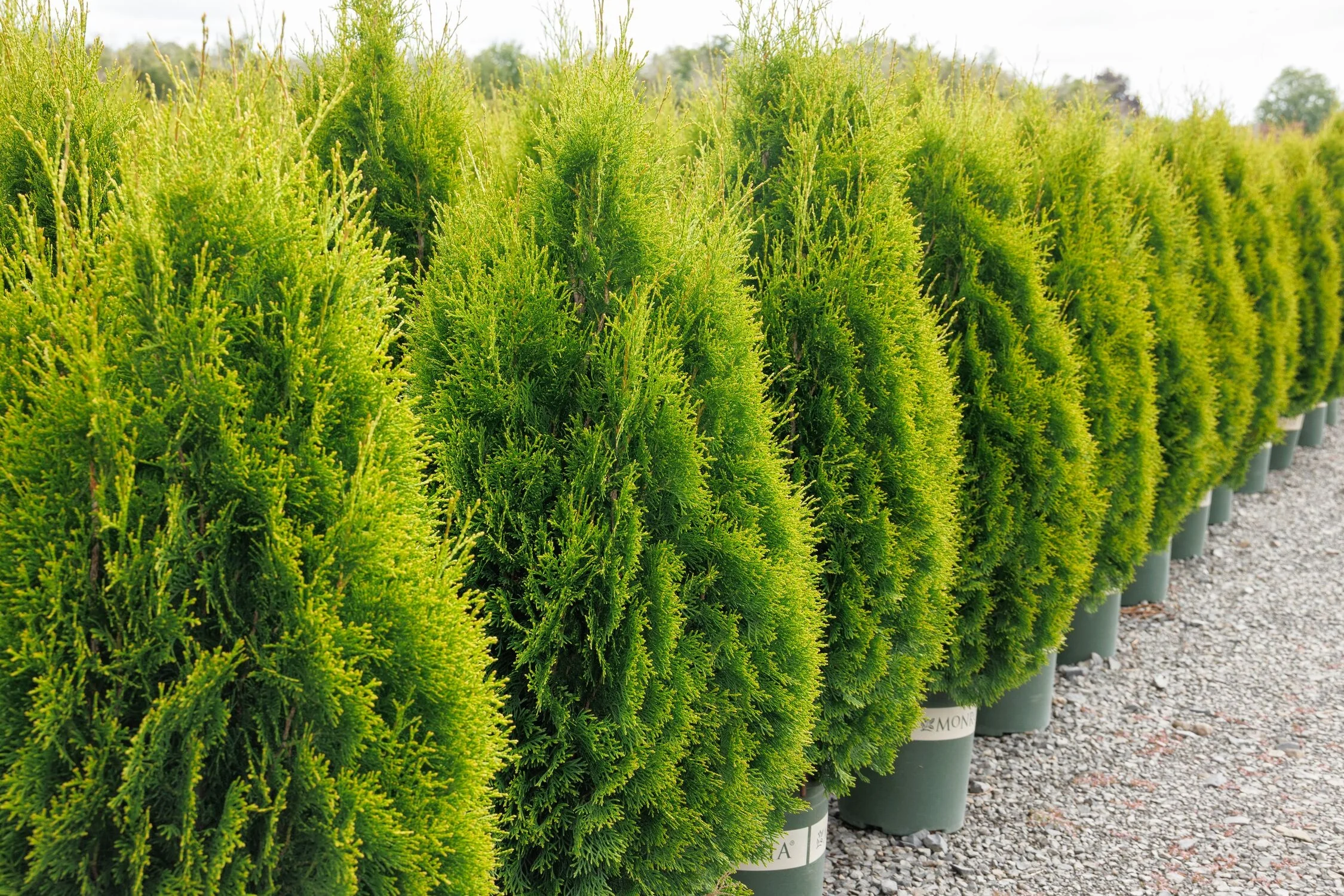 Holmstrup Eastern Arborvitae 5 Holmstrup Eastern Arborvitae