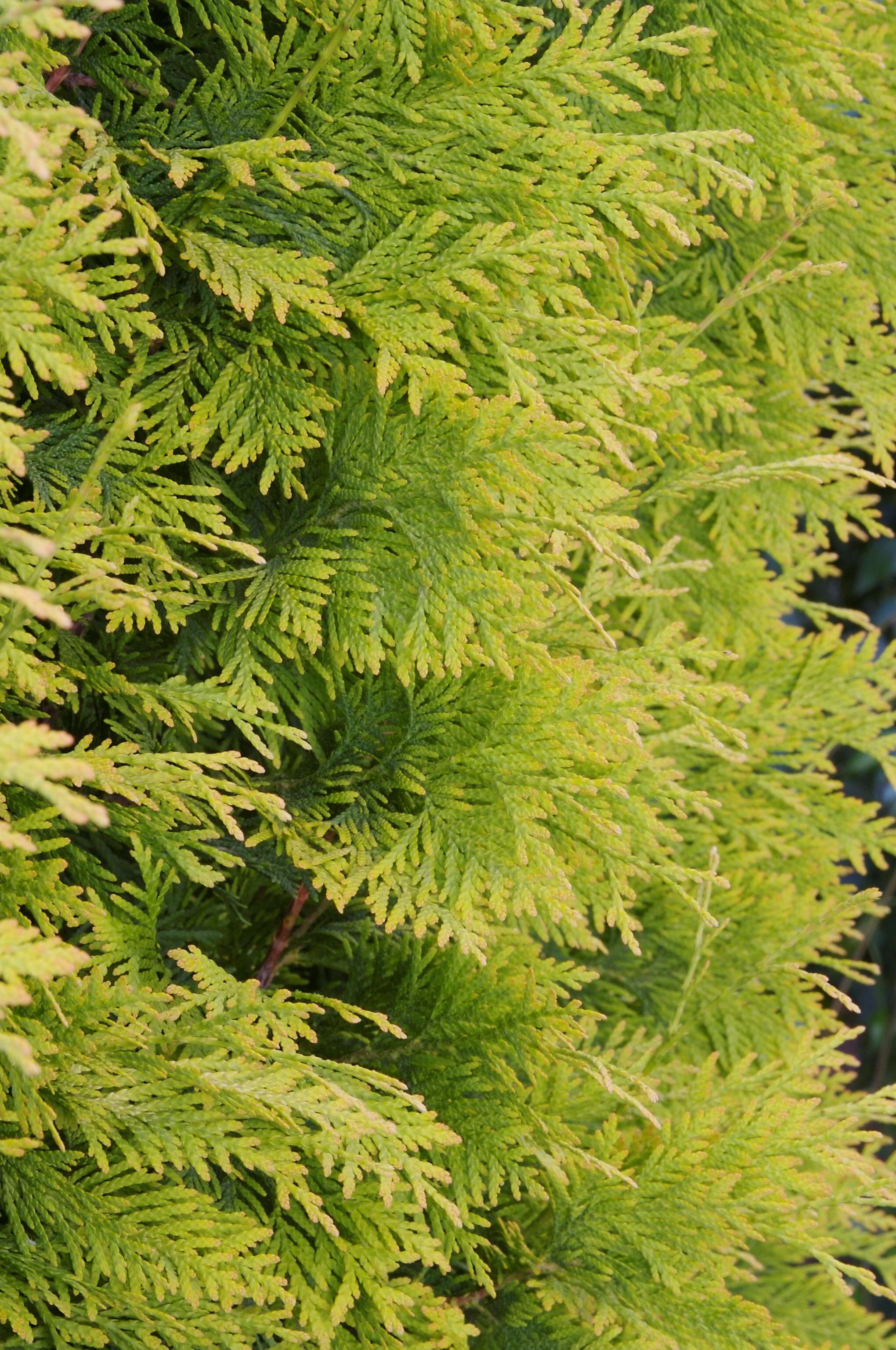 Yellow Ribbon Arborvitae 1 Yellow Ribbon Arborvitae