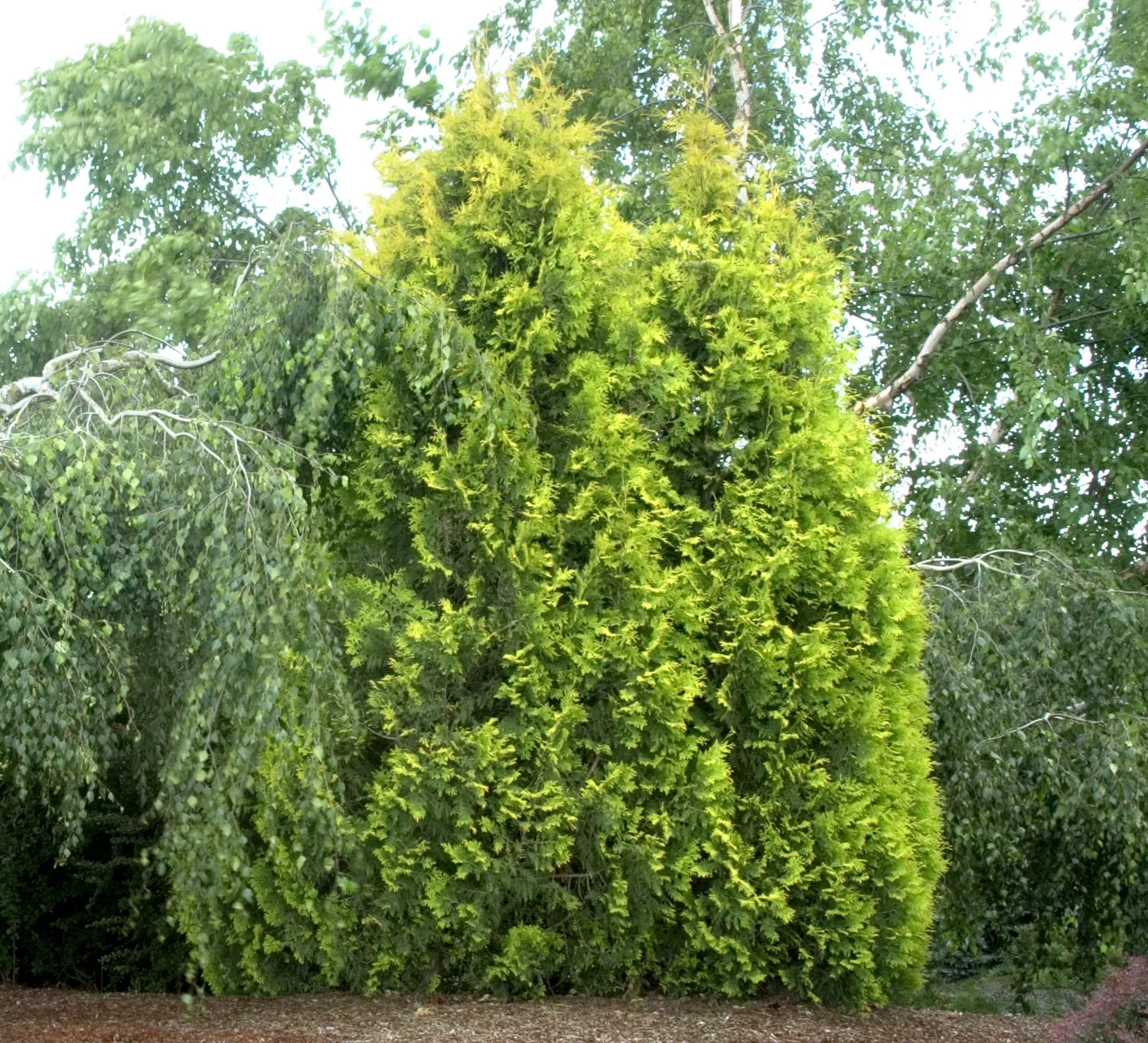 Yellow Ribbon Arborvitae 2 Yellow Ribbon Arborvitae