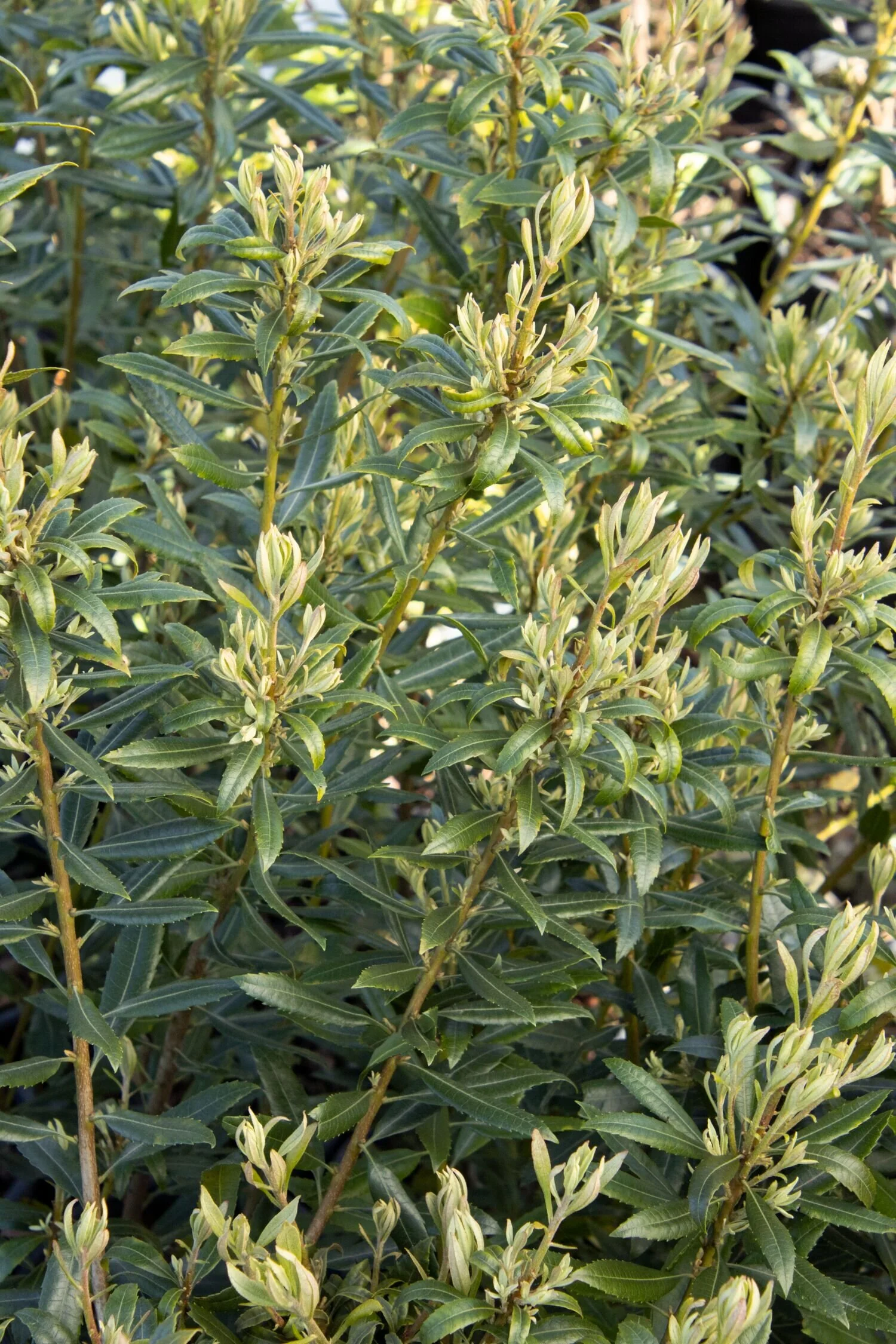 Pacific Wax Myrtle 8 Pacific Wax Myrtle
