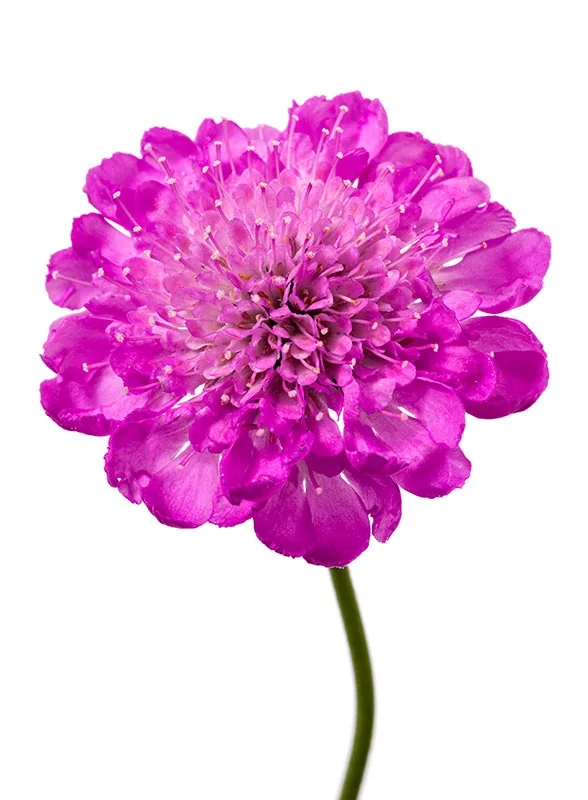 Giga® Pink Pincushion Flower 1 Giga® Pink Pincushion Flower