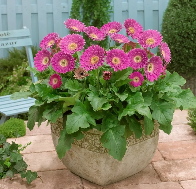 Garvinea® Sweet Surprise Gerbera Daisy