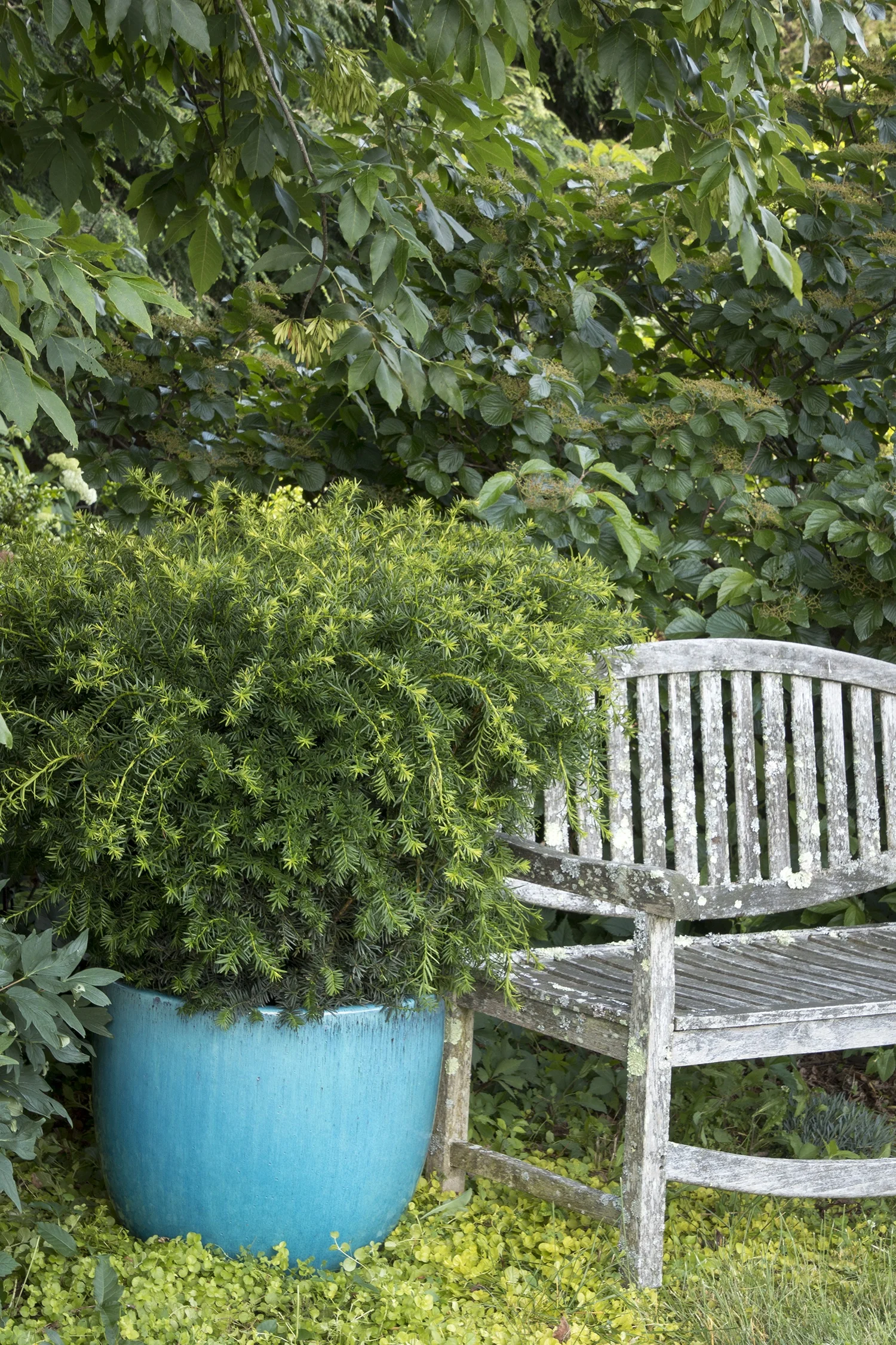 Dense Spreading Yew 4 Dense Spreading Yew