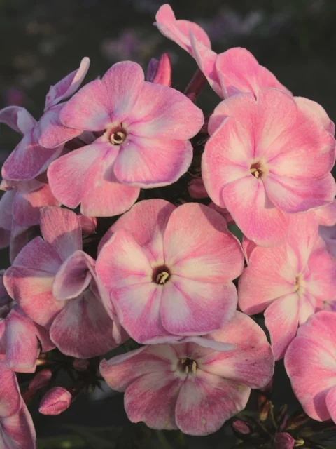 Younique™ Old Pink Garden Phlox 5 Younique™ Old Pink Garden Phlox