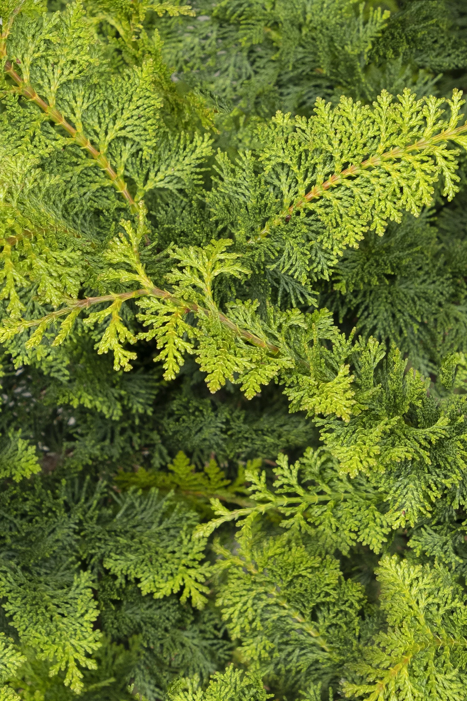 Jade Waves® Fernspray False Cypress 3 Jade Waves® Fernspray False Cypress