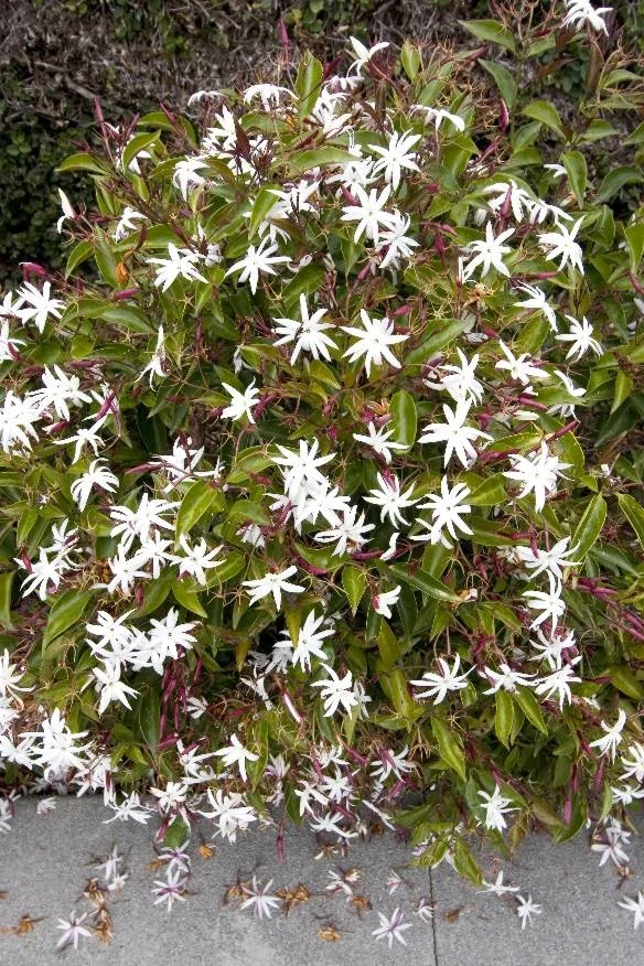 Angel Wing Jasmine 1 Angel Wing Jasmine