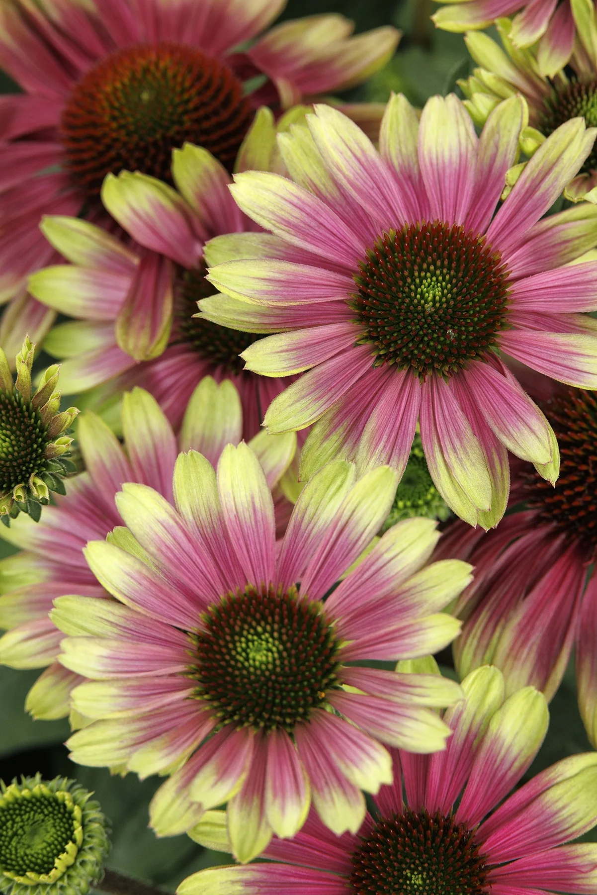 Sweet Sandia Coneflower 2 Sweet Sandia Coneflower