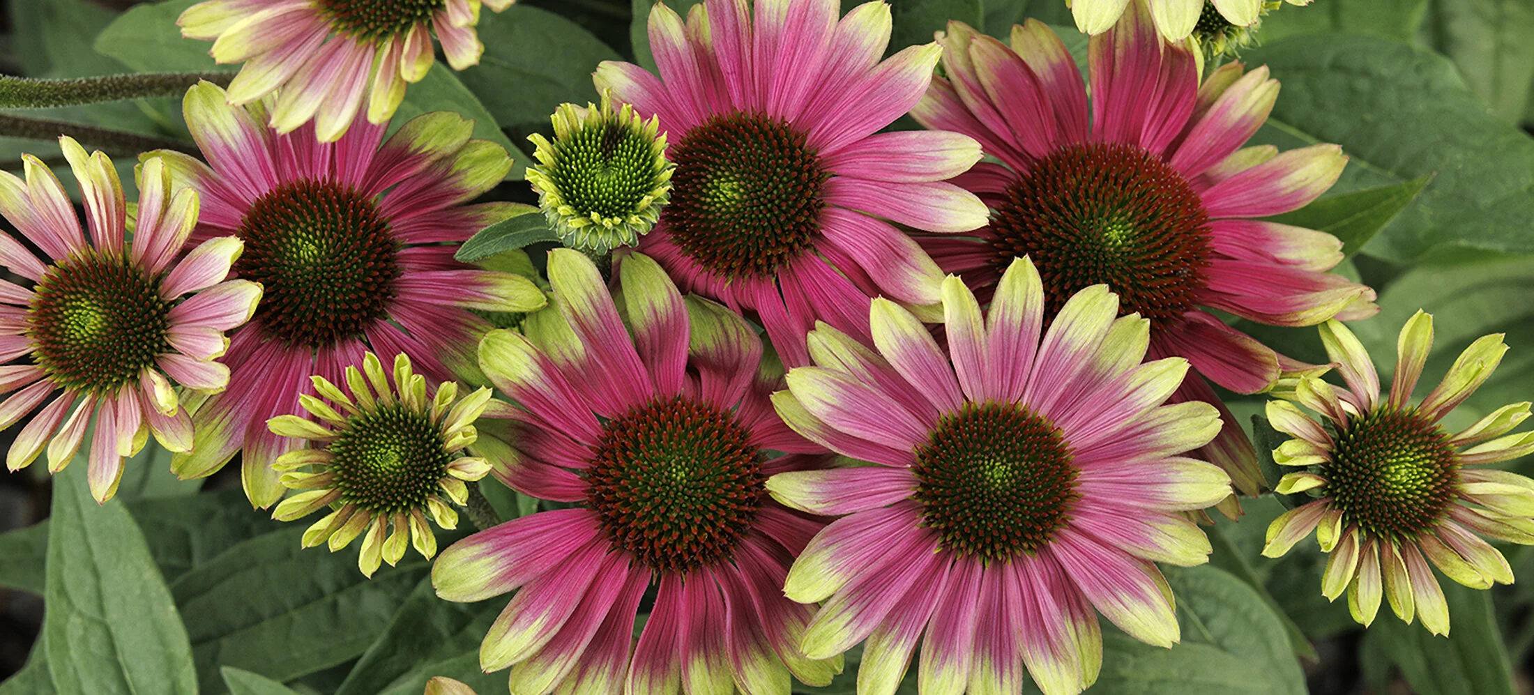 Sweet Sandia Coneflower 3 Sweet Sandia Coneflower
