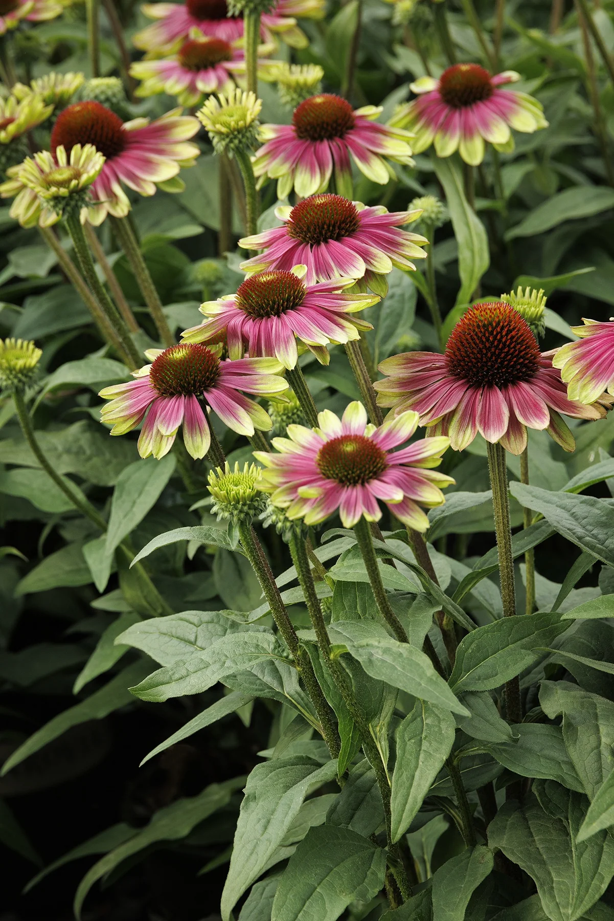Sweet Sandia Coneflower 4 Sweet Sandia Coneflower