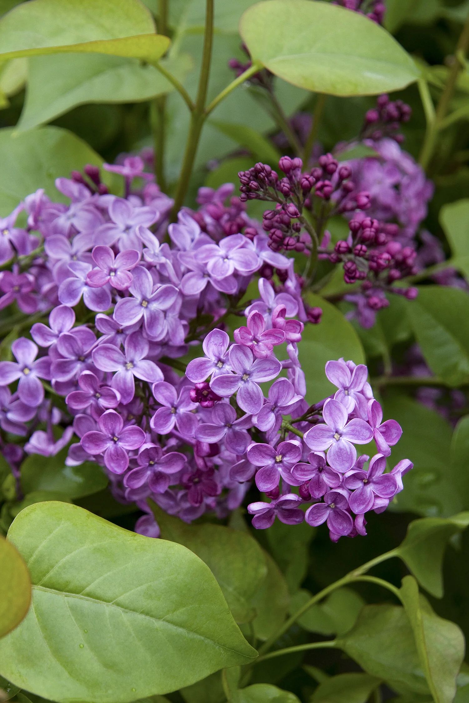 Pocahontas Canadian Lilac 1 Pocahontas Canadian Lilac